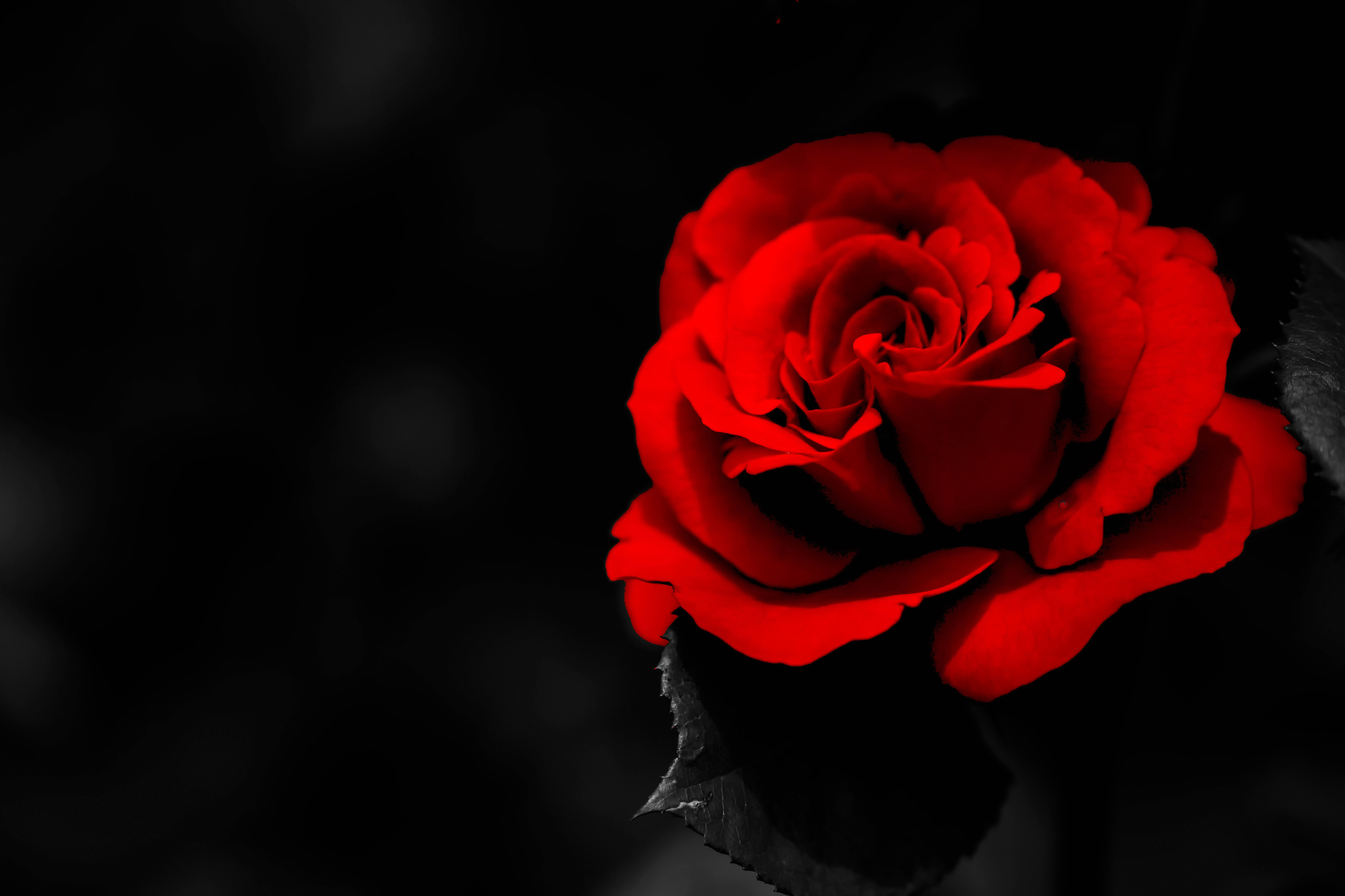 Красное и черное. Красная роза на черном. Красно черные цветы. Роза на черном фоне. Черно красные цветы.