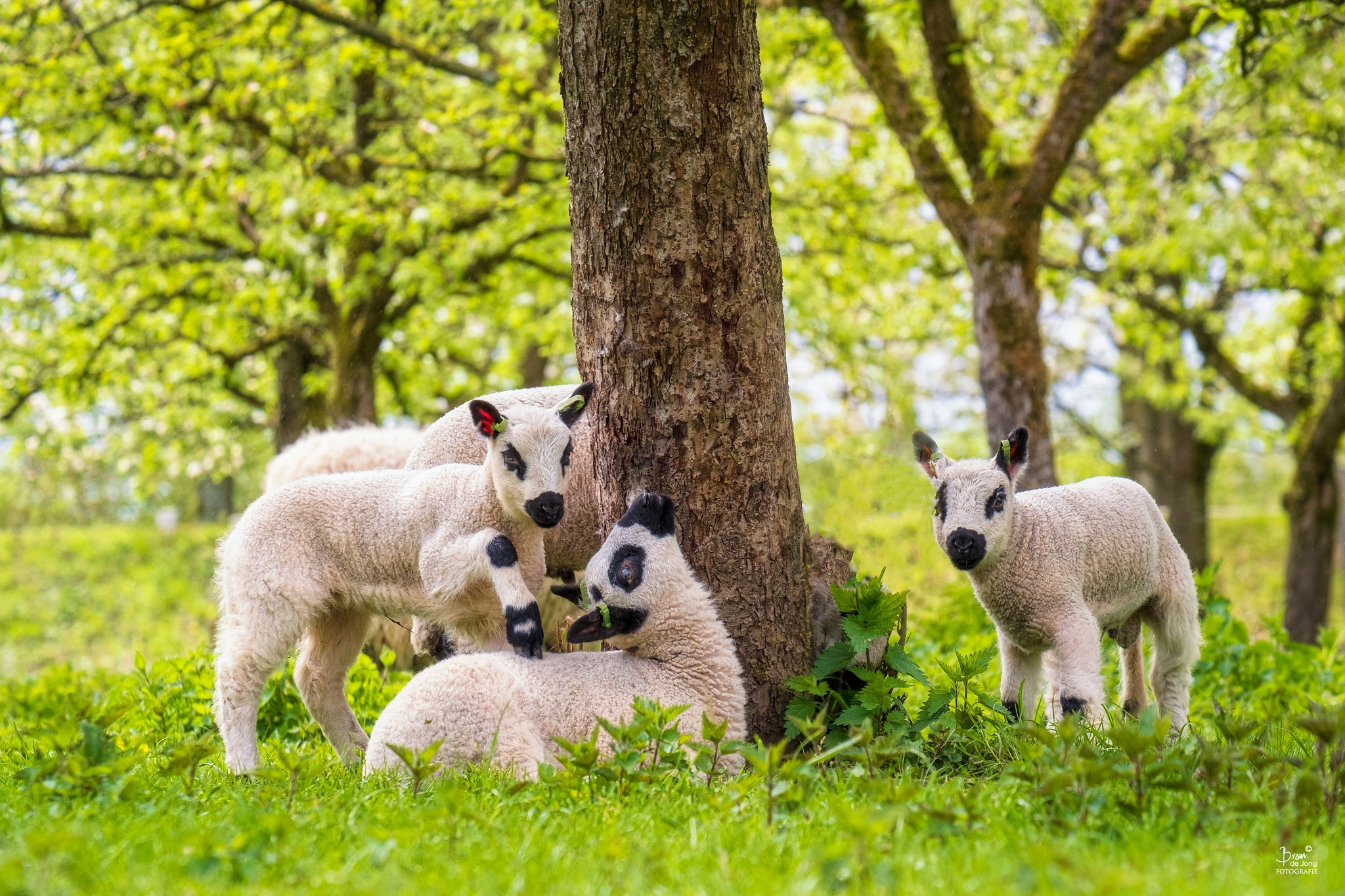 Tree sheep
