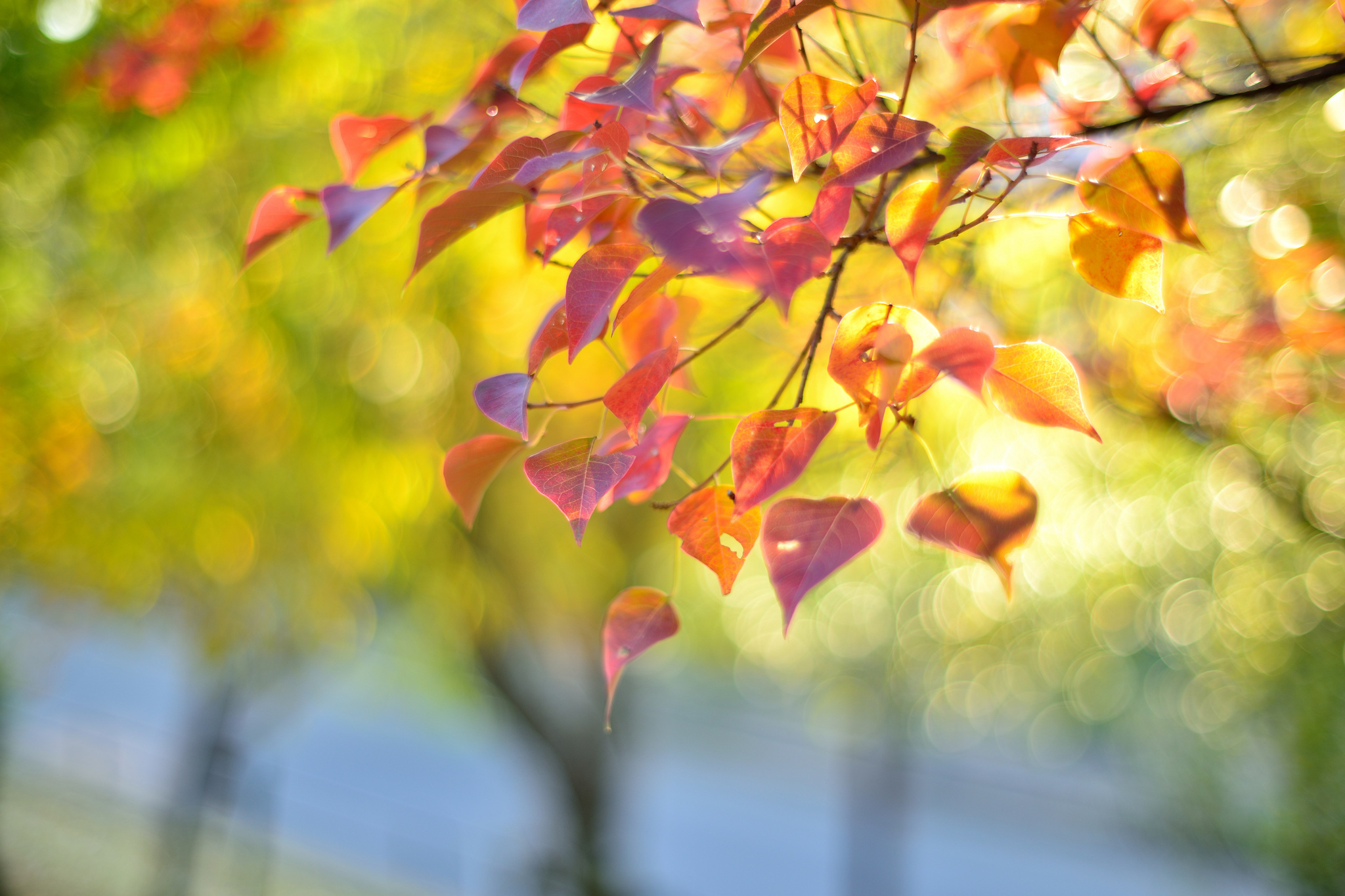 Нежные листья 2. Осенний фон. Осенние листья. Светлая осень. Осенний фон для фотошопа.