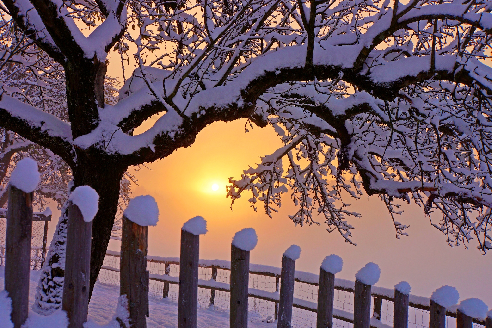 Is winter beautiful. Красивые деревья зимой. Зимний пейзаж. Красивые деревья в снегу. Зимние обои.