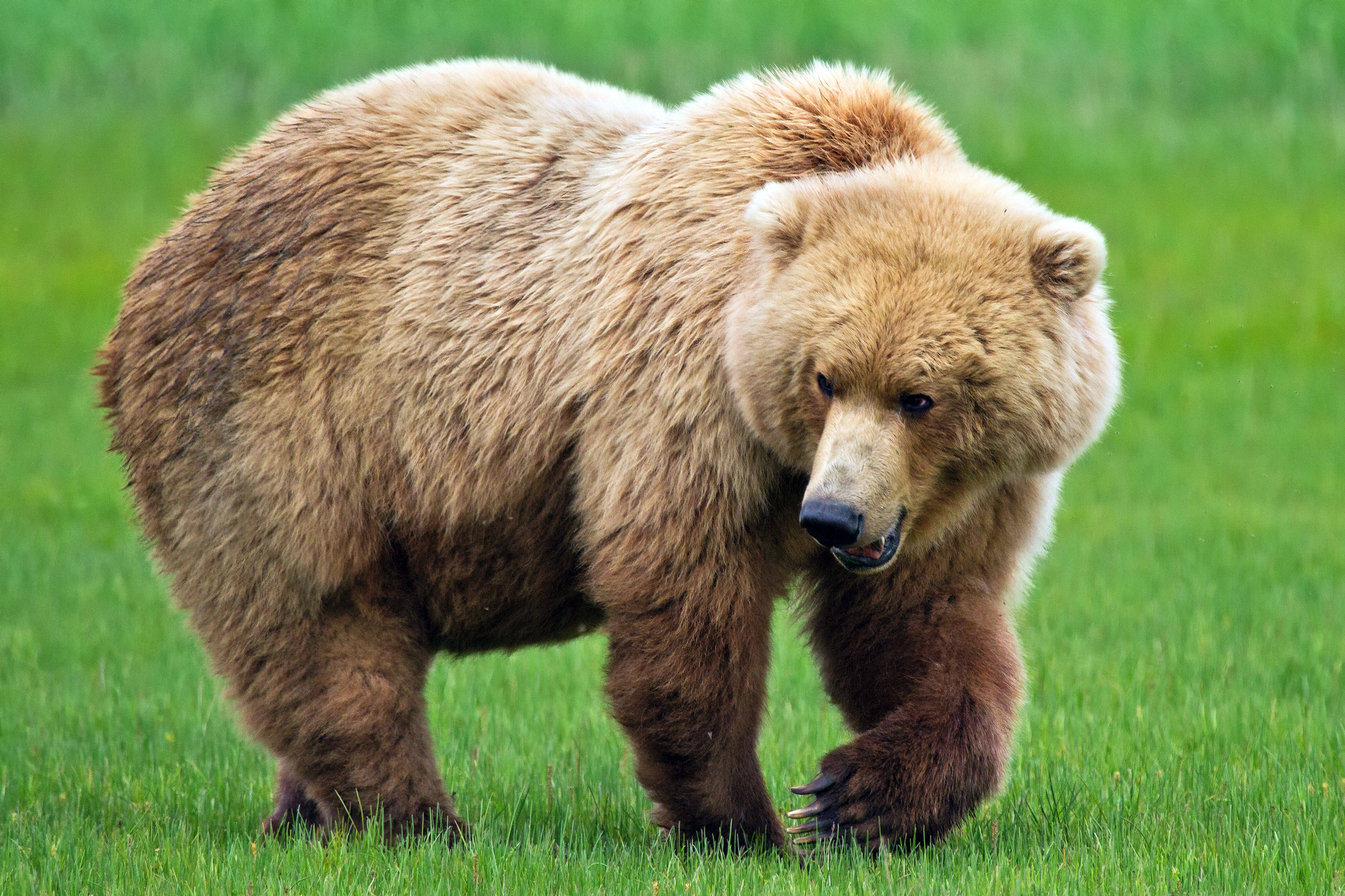 Animals h. Тянь-Шанский бурый медведь. Тяньшманский бурый медведь. Красивый медведь. Мишка бурый.