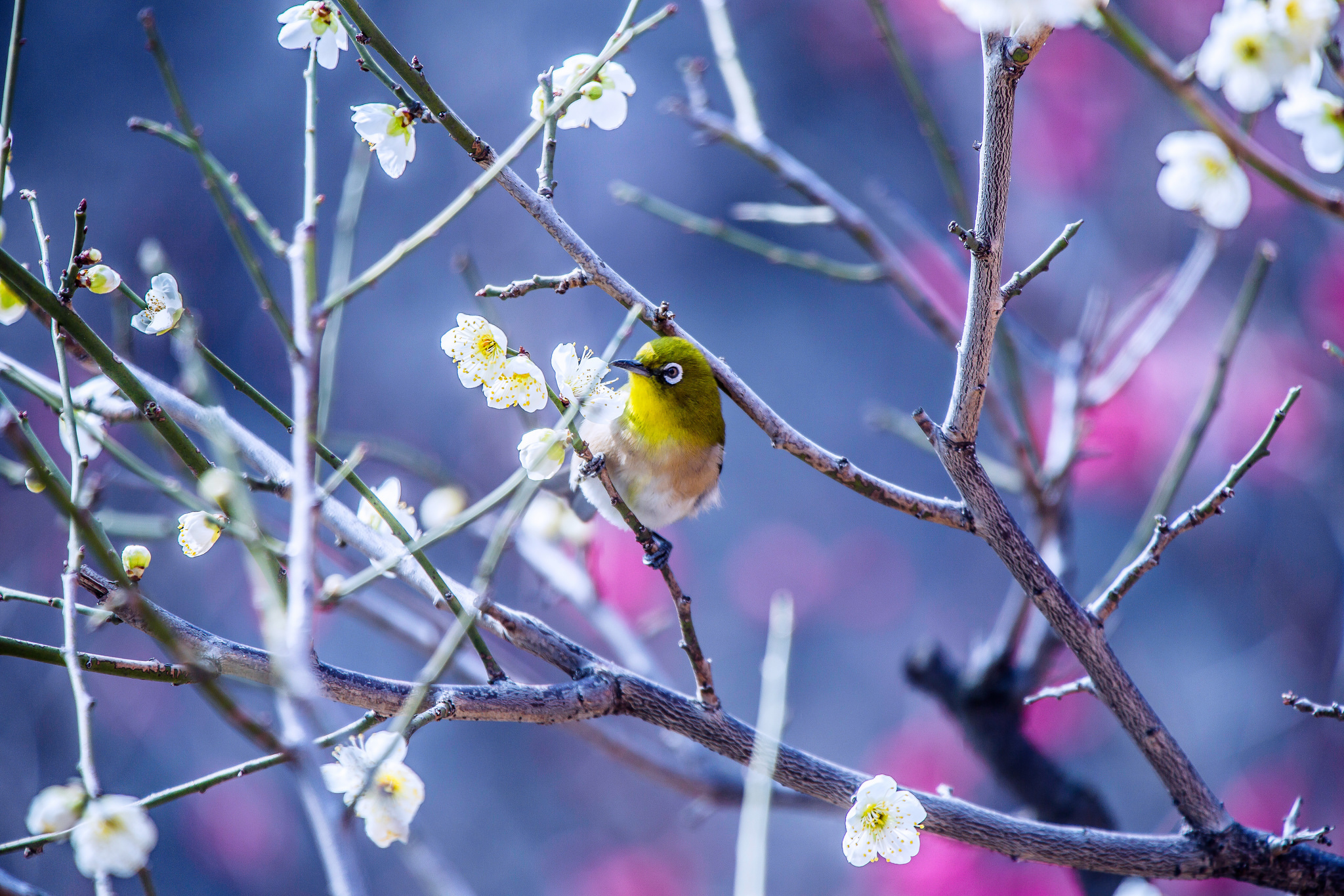День пробуждения природы. Весенние птички. Природа весной.