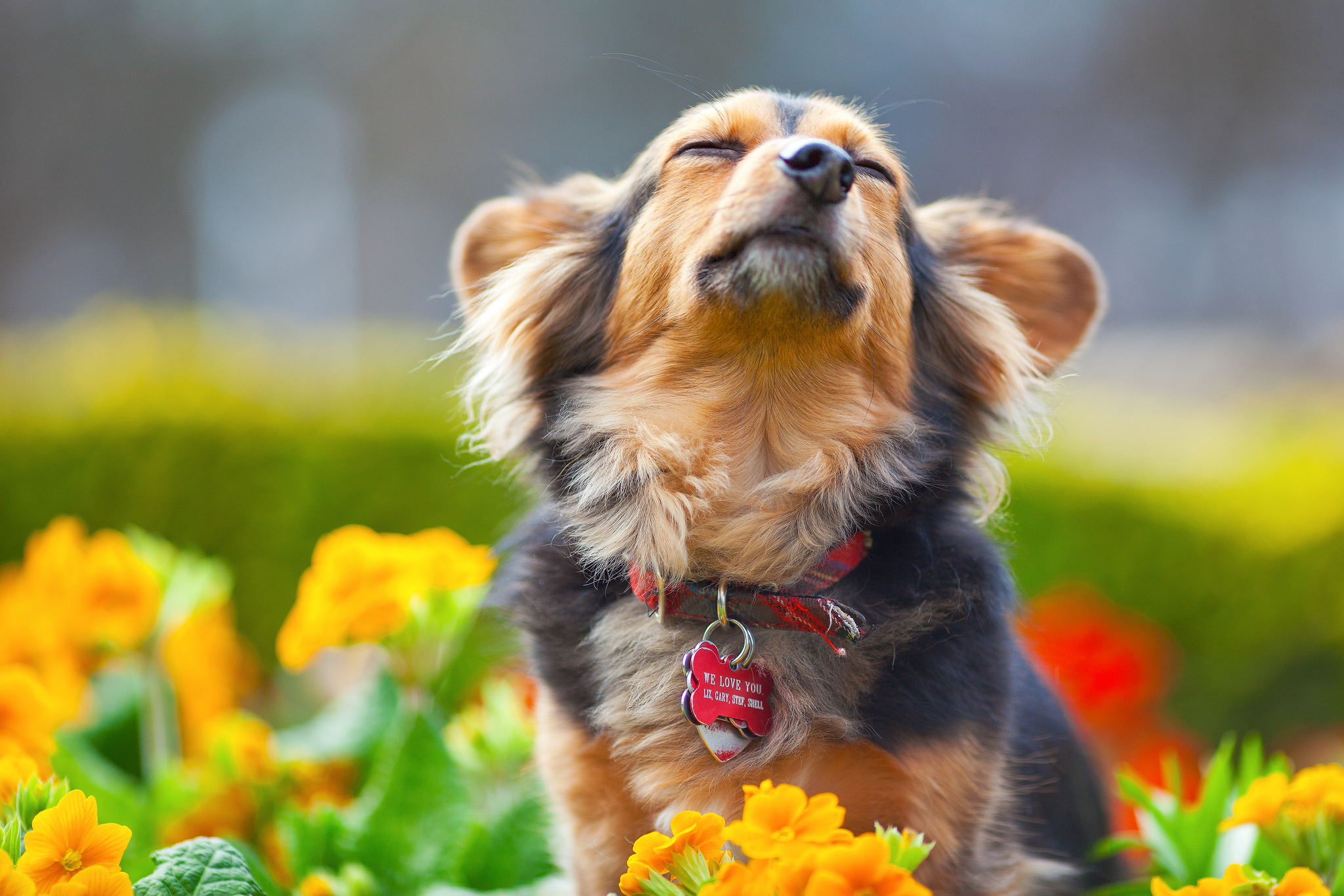 Картинки с собаками красивые. Красивые собаки. Лето животные. Цветы и животные. Яркие животные.