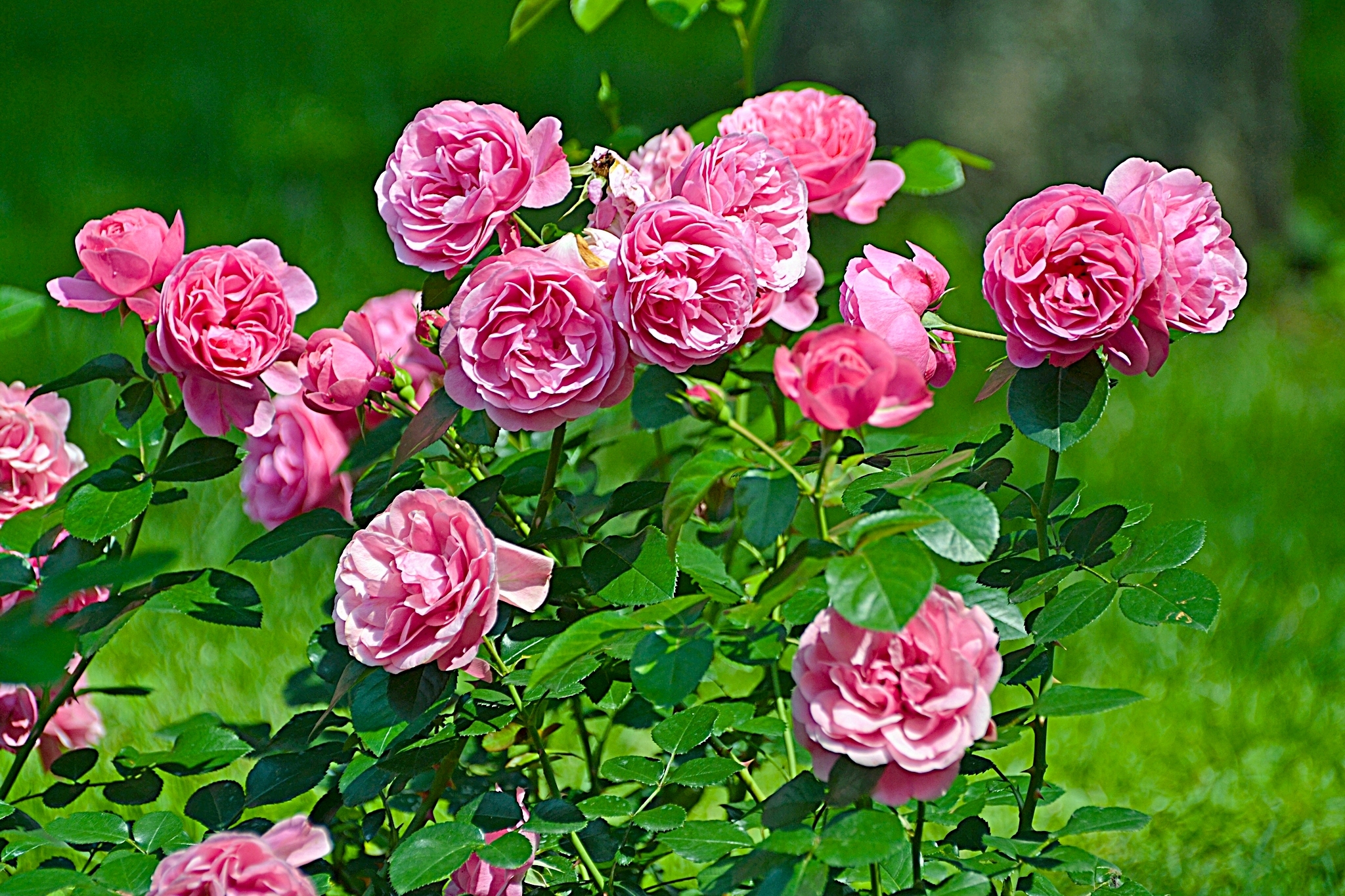 Красивый куст роз. Куст розы. Ремонтантные розы.
