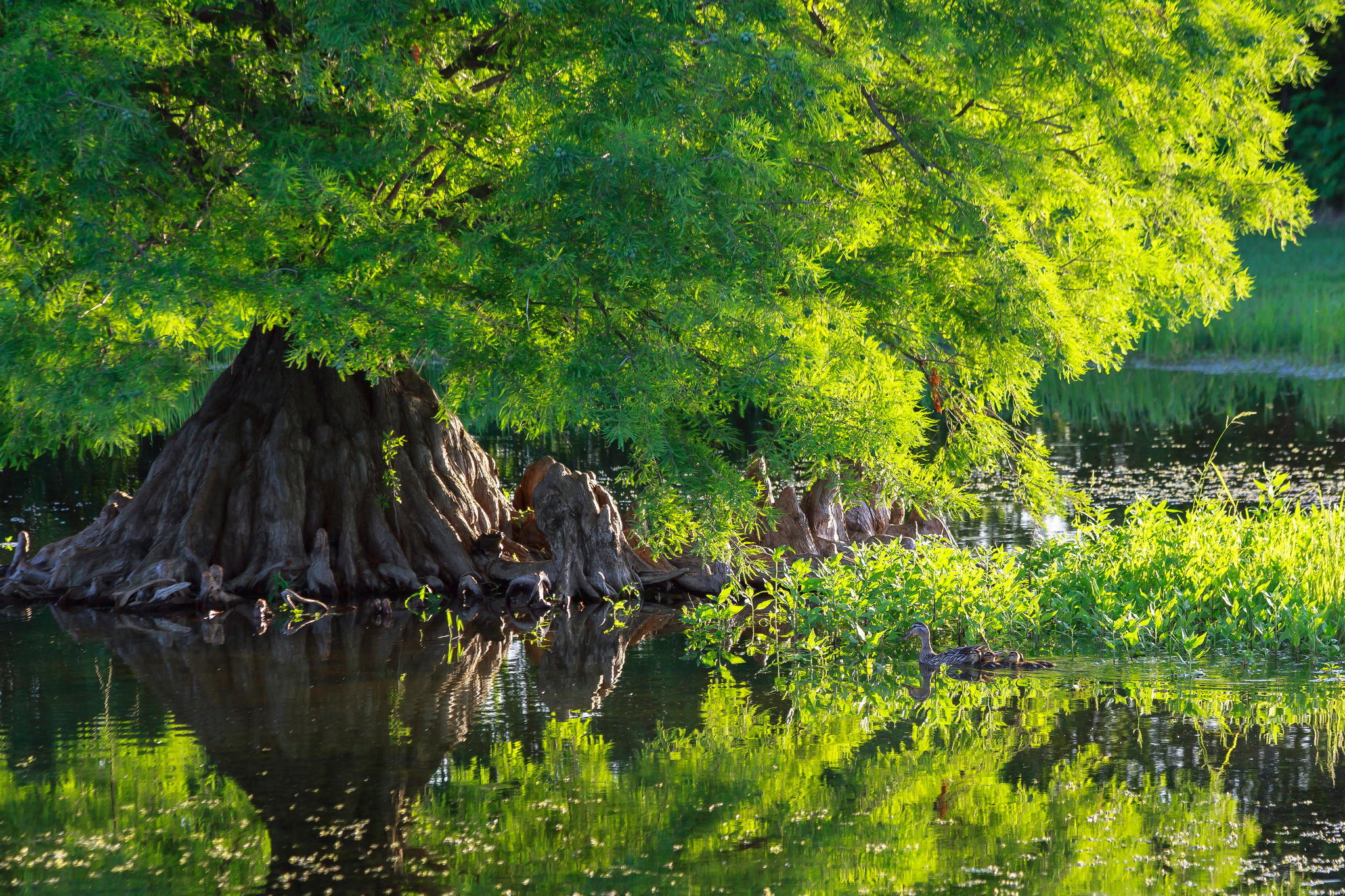 Water tree. Озеро Кадо. Деревья которые растут на пруду. Фантастическое озеро в США. Водоем без деревьев.