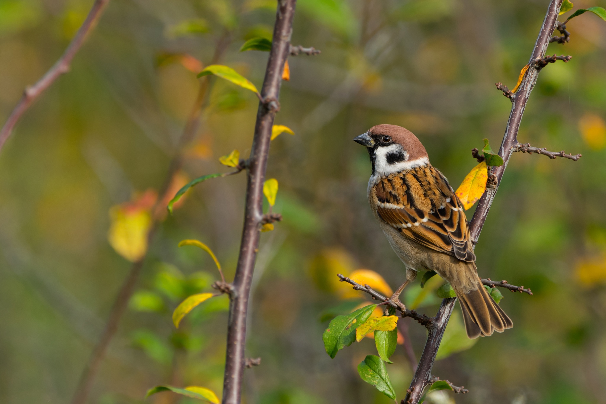рио желтый воробей. воробей в природе фото. воробей с желтым клювом. черный воробей птица. золотистый воробей.