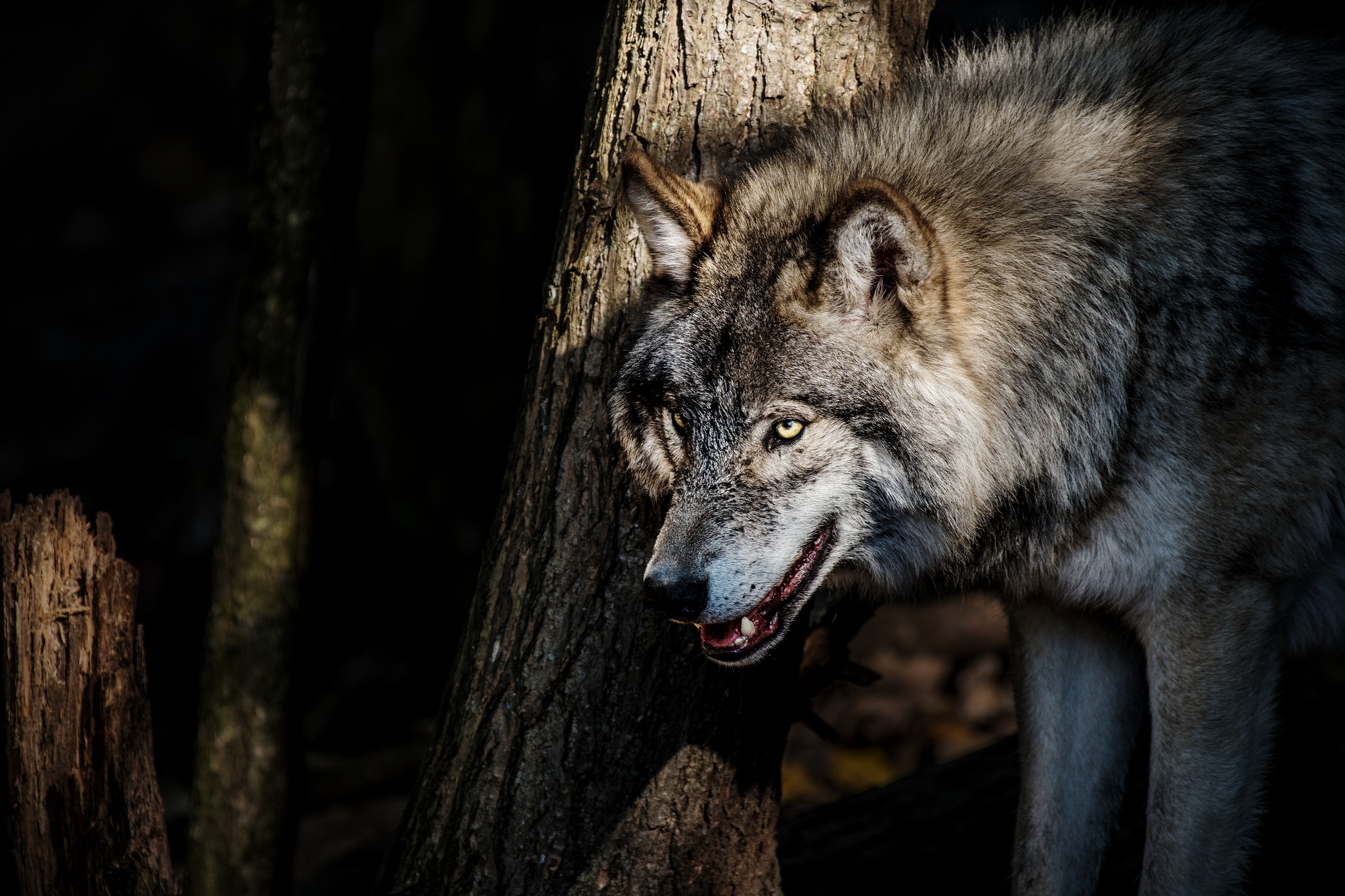 Серый волк хищники. Волкособ. Оскал волка. Злой волк. Красивый волк.