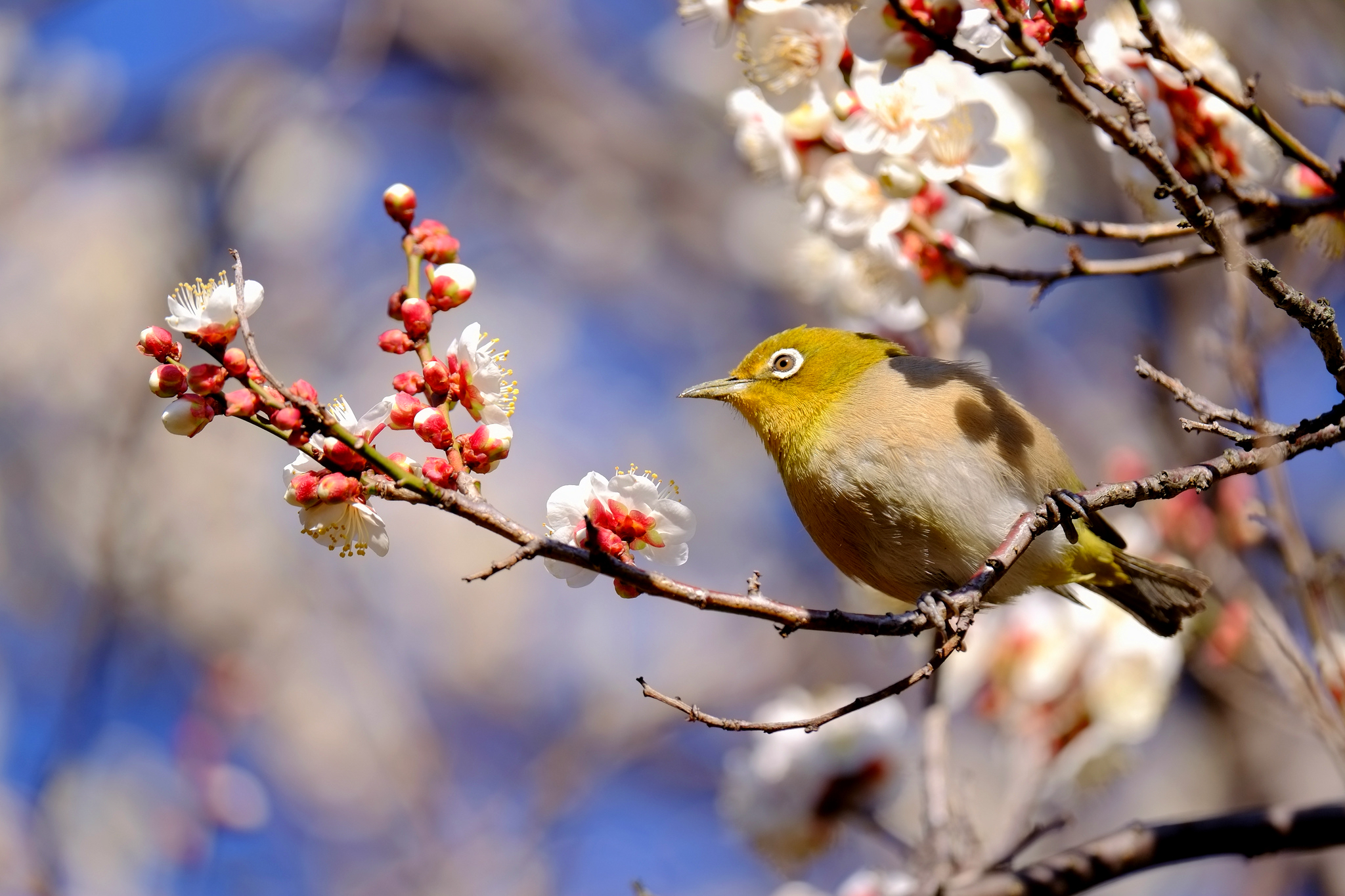 День пробуждения природы. Птицы весной. Весенние птички.