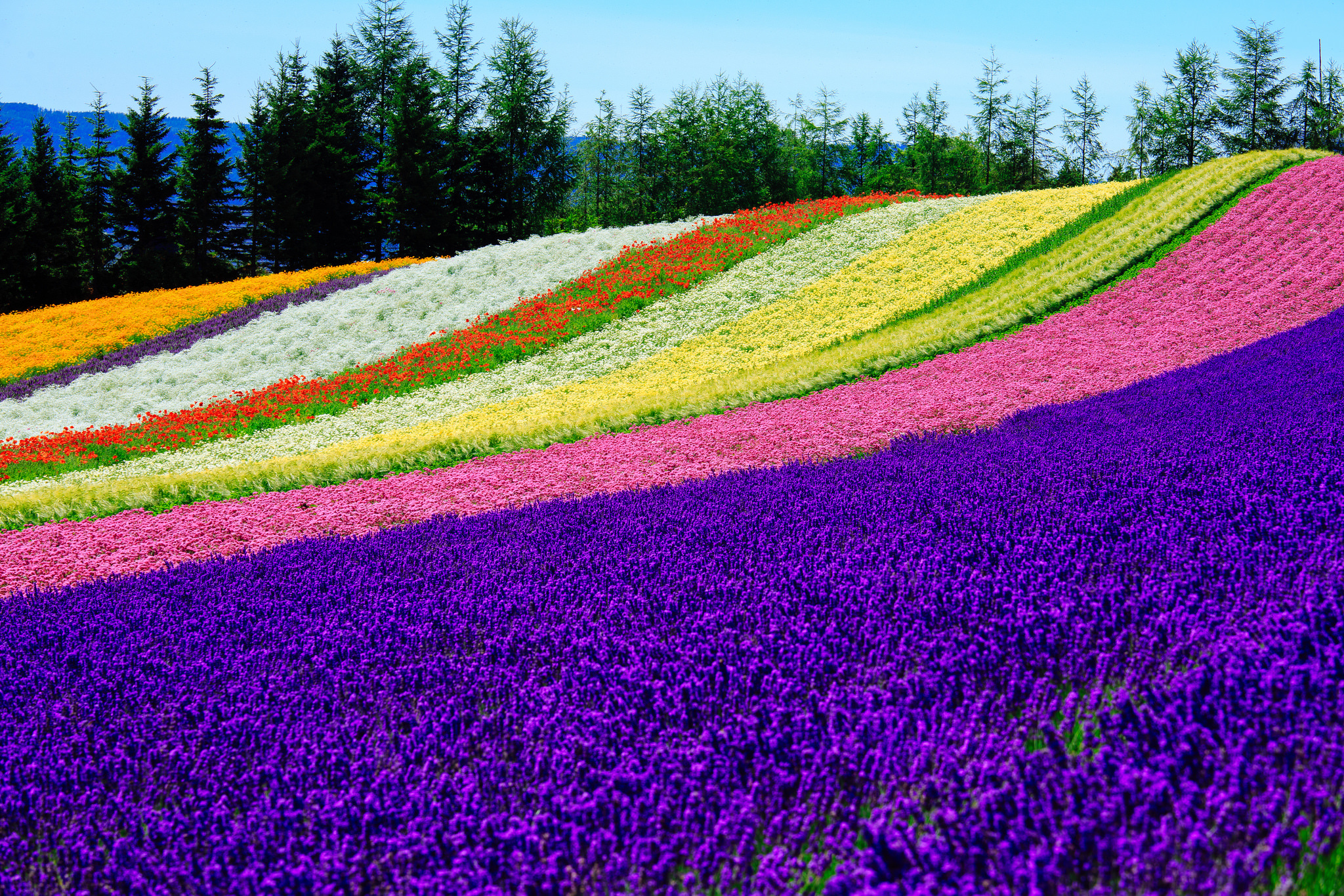 Много цветов в природе. Цветочное поле. Поле ярких цветов. Поле разноцветных цветов. Разноцветные цветочные поля.