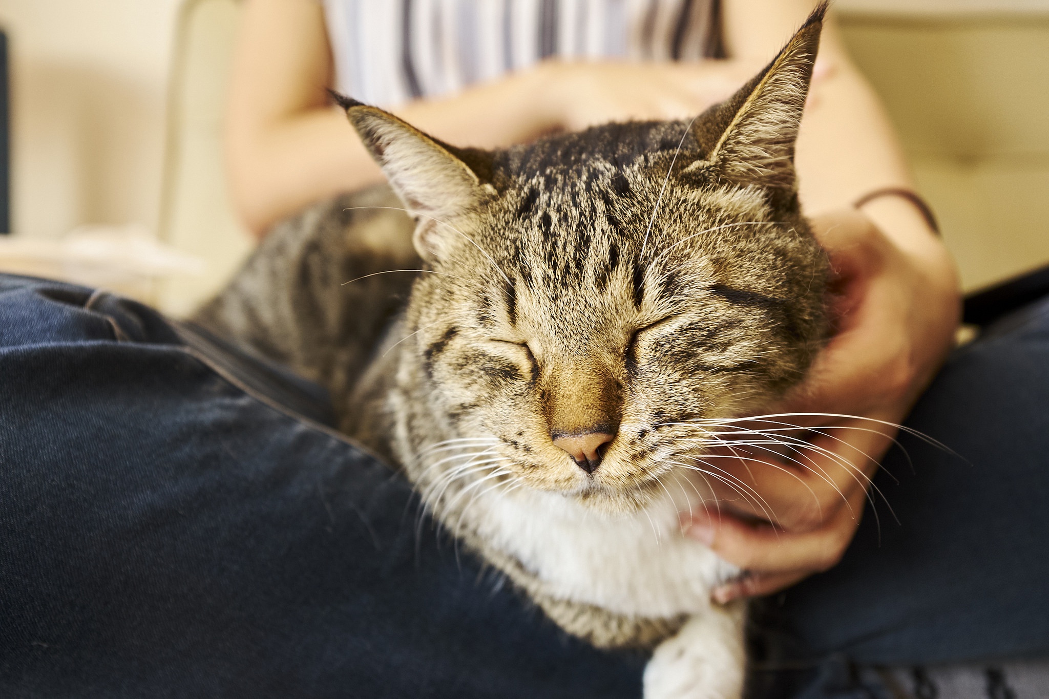 Время гладить кошек. Гладить кошку. Кот зажмурился. Кот блаженствует. Кошка с закрытыми глазами.