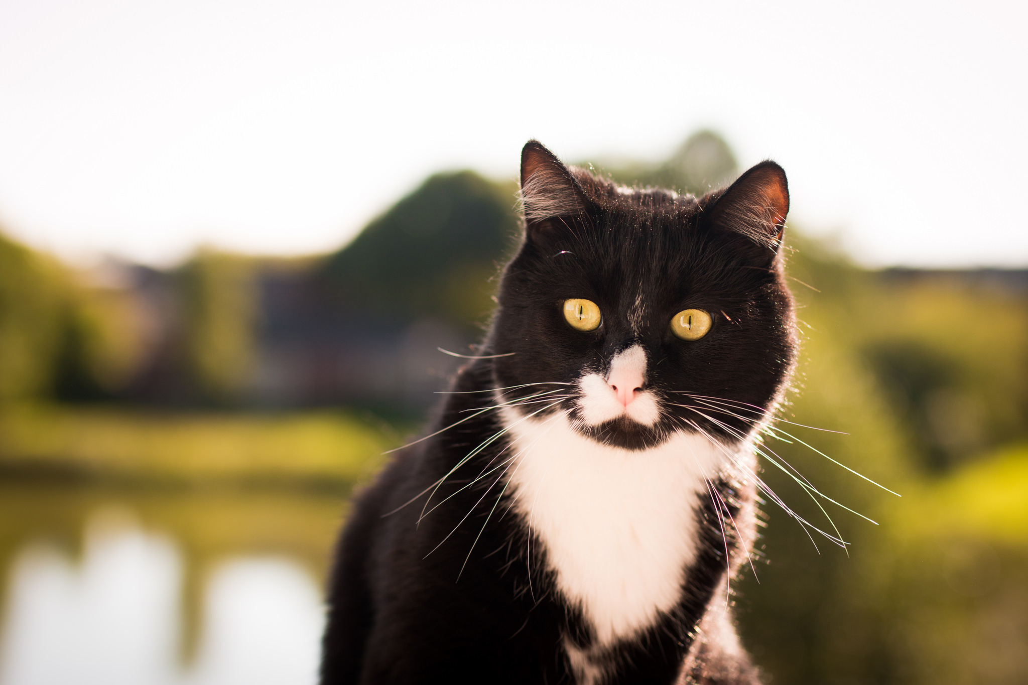 Black cat white cat. Черно белый кот. Черный и белый кот. Черно белые коты. Красивый черно белый кот.