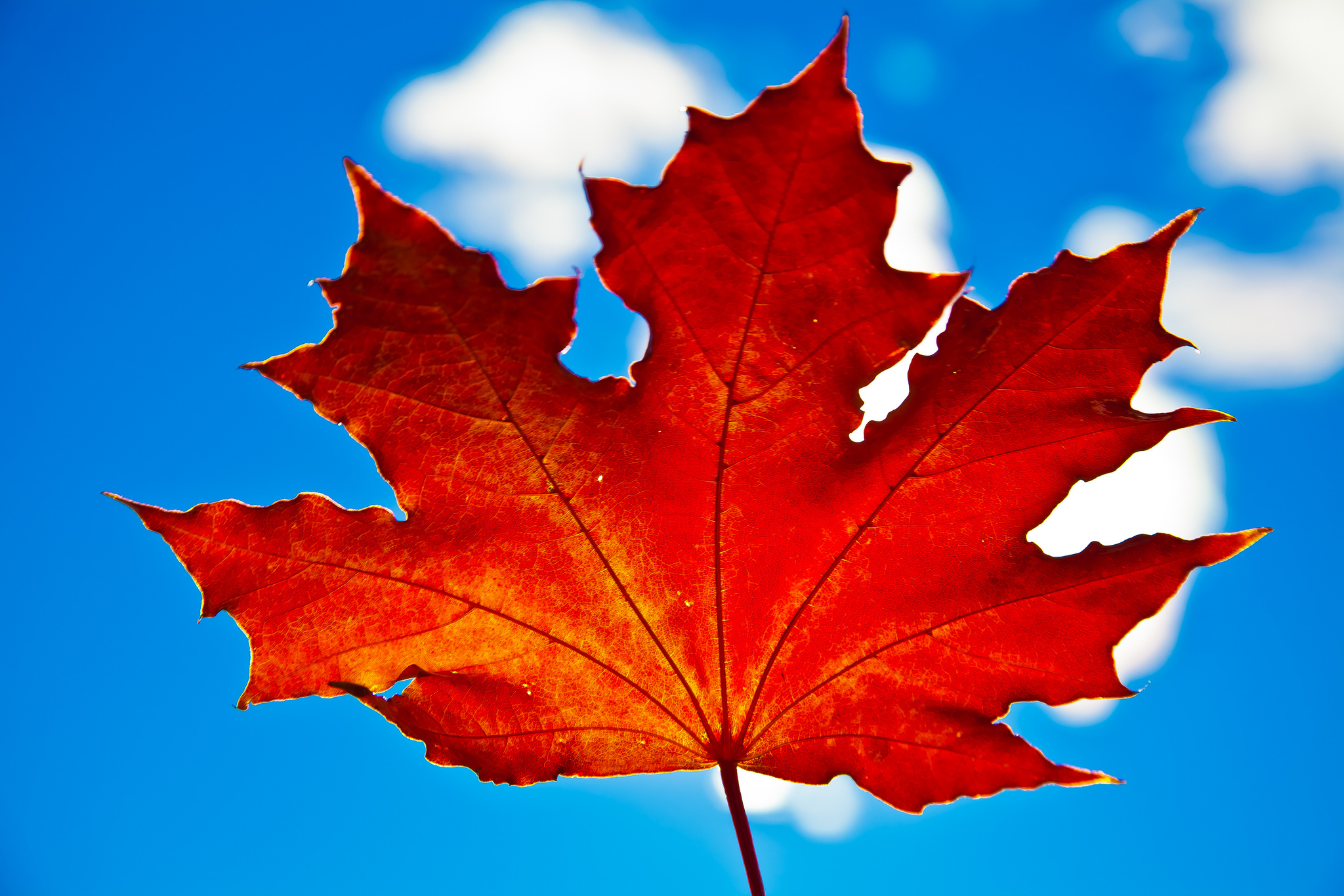 Листек. Осенний кленовый лист. Осенний кленовый листок. Maple кленовый лист. Клен и лист клена.