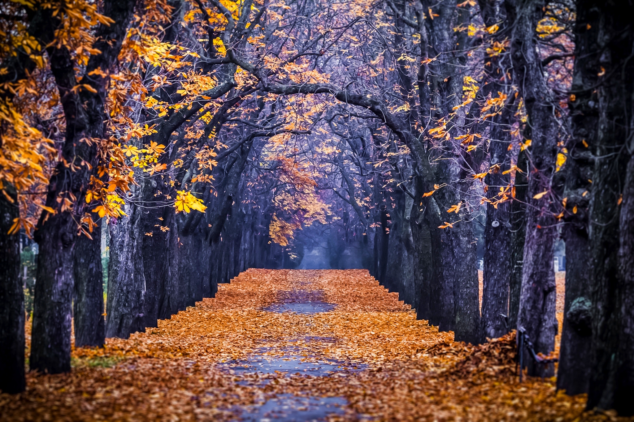 Осень картинки. Кленовая аллея в Канаде. Осень. Осенняя аллея. Осень парк.