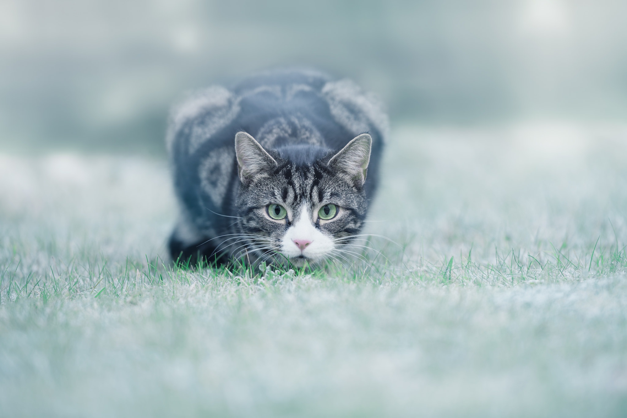 Котик обои