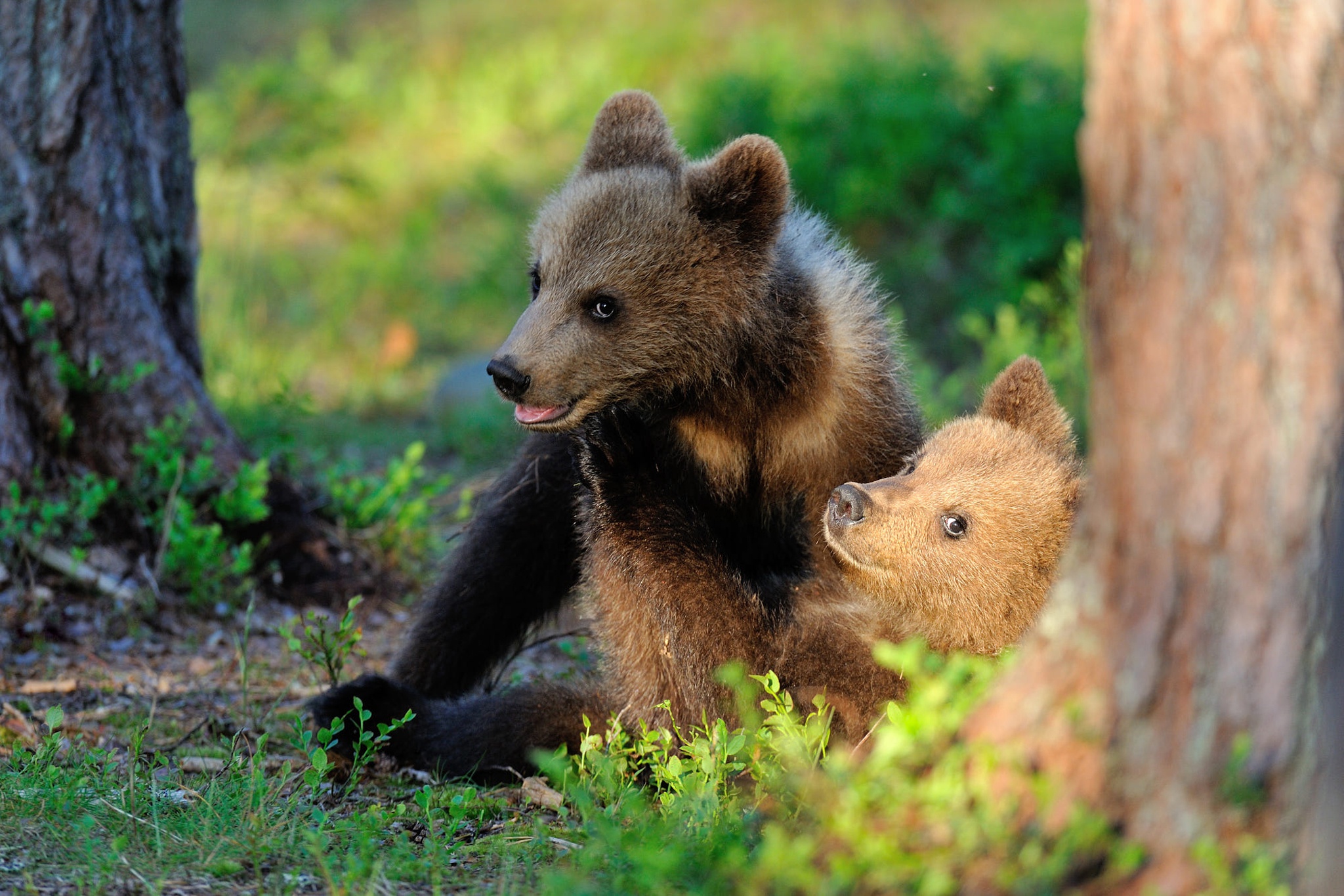 Почему 2 медведя. Медвежата фото. Маленький Медвежонок. Медвежонок картинка. Милый медведь.