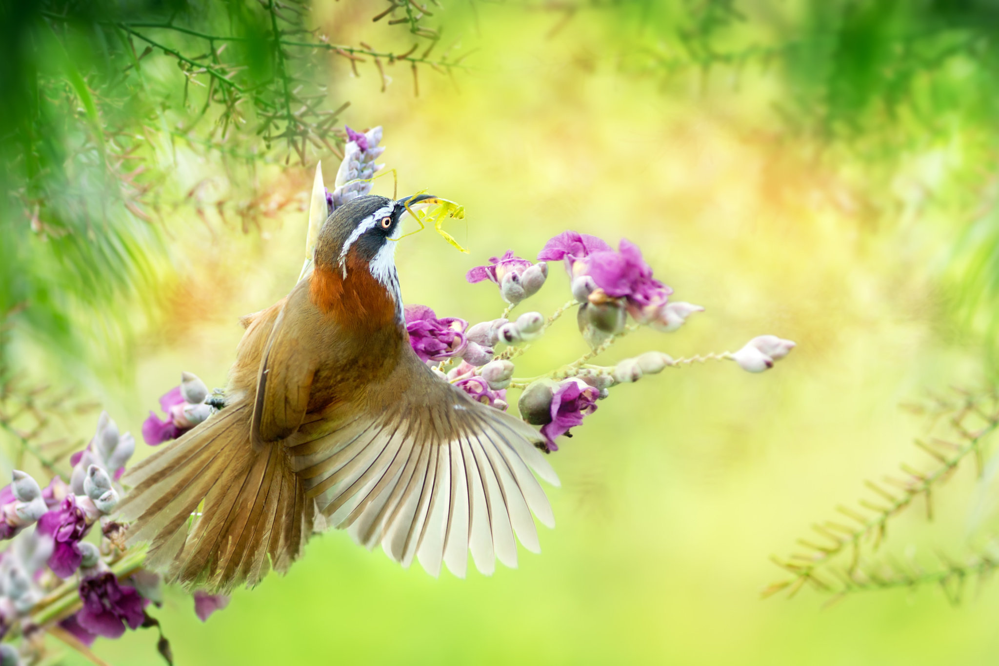 Красивая природа с птицами. Красивые птицы. Райские птицы. Цветы и птицы. Красивая природа с птичками.