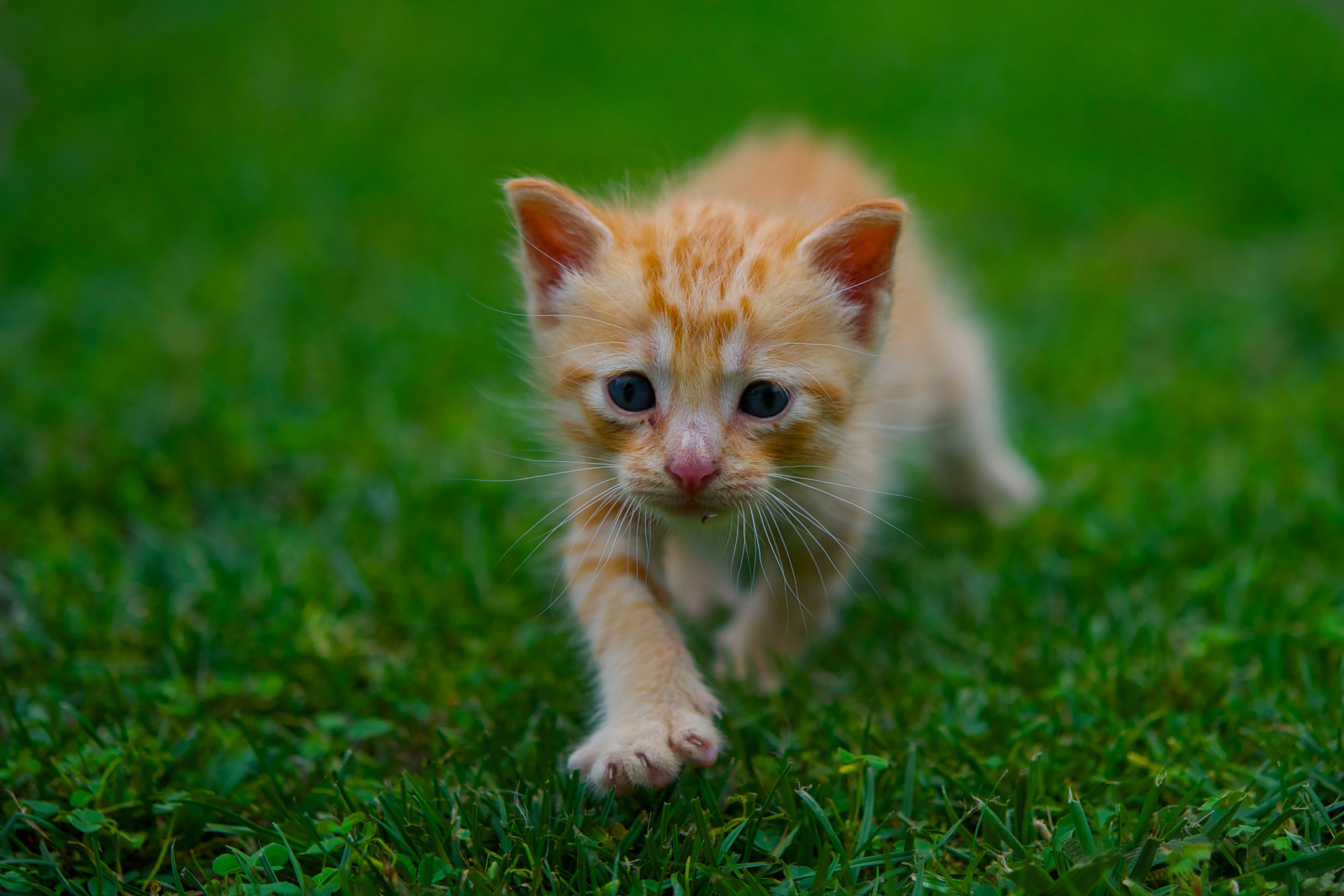 Хочу маленькие котики. Маленький котенок. Рыжий котёнок. Котята милашки. Обои рыжий котенок.