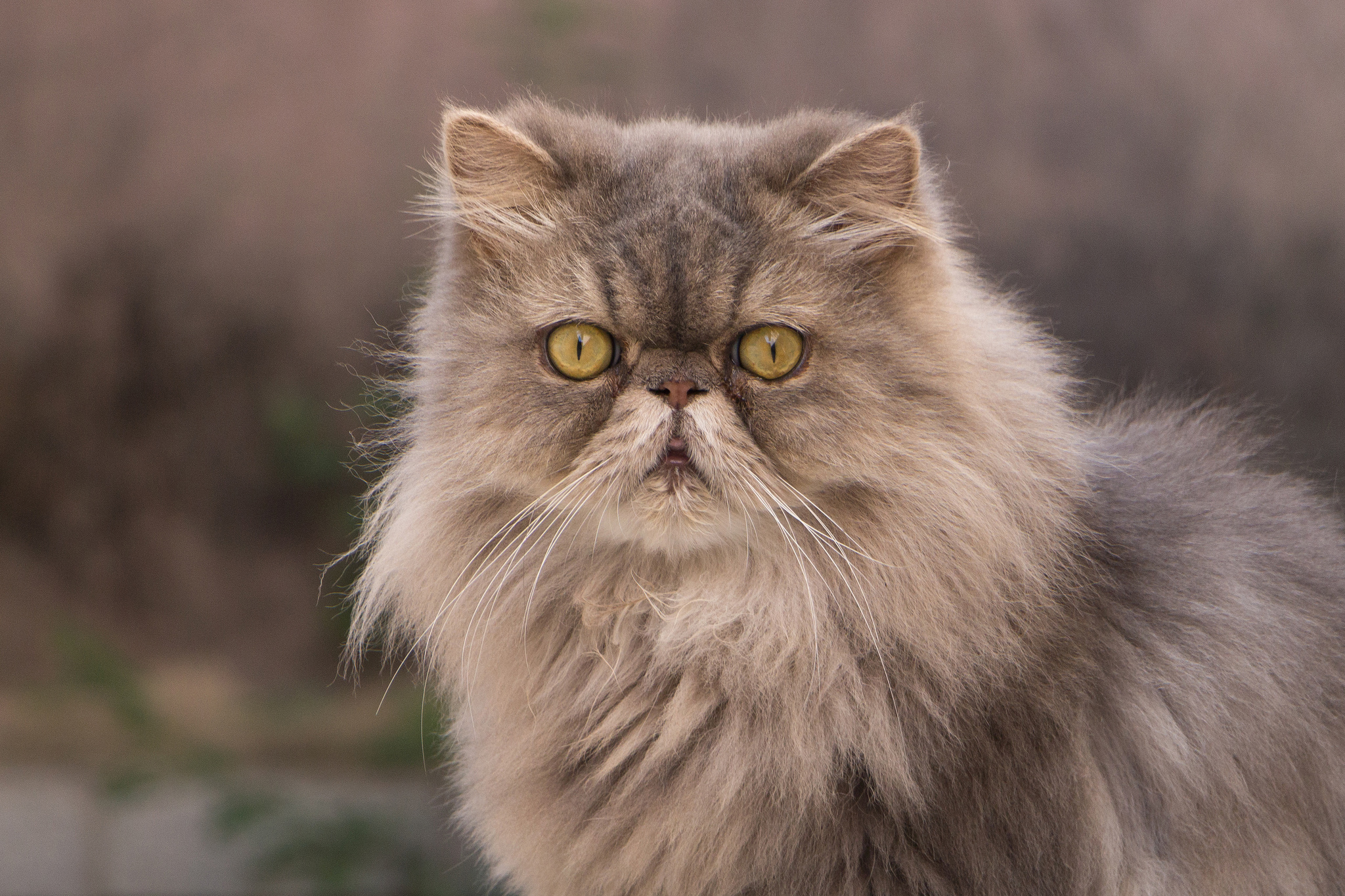 Что такое перс. Персидская кошка. Персидский кот персидский. Персидская длинношерстная шиншилла. Персидская кошка породы кошек.