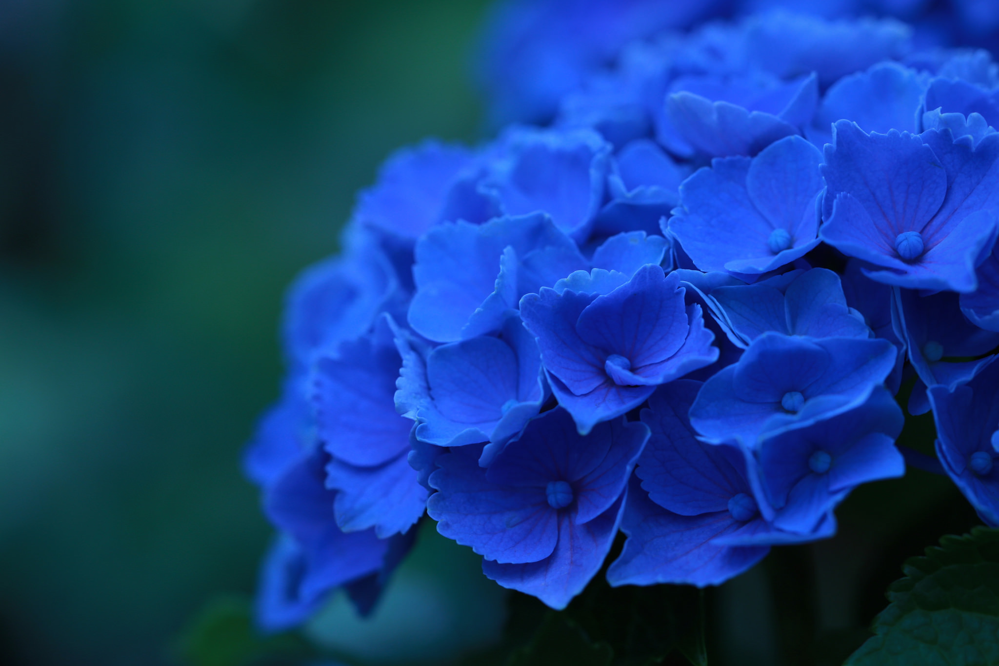 Блу цвет