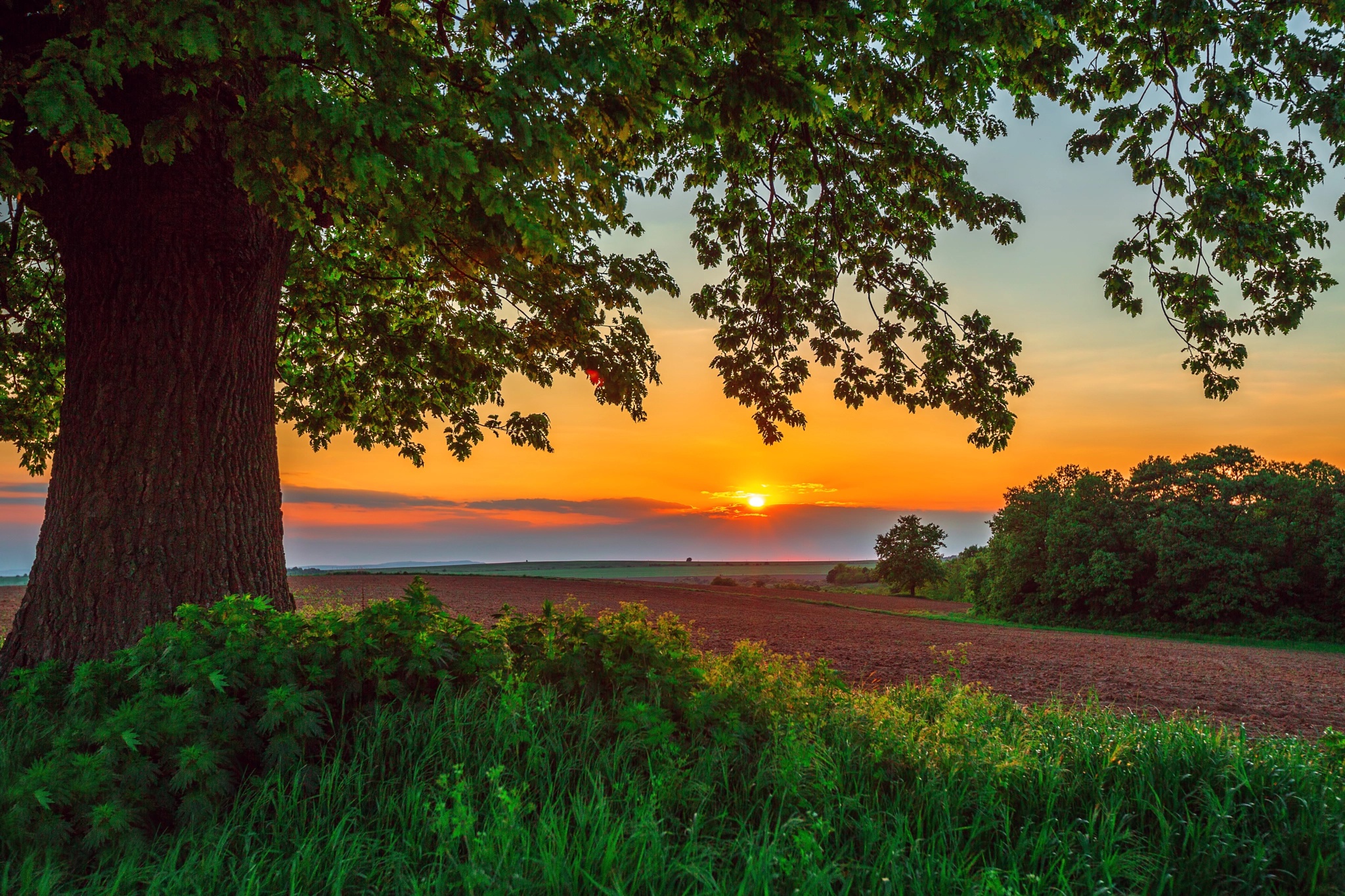 Wallpaper field, summer, landscape, sunset, nature, tree