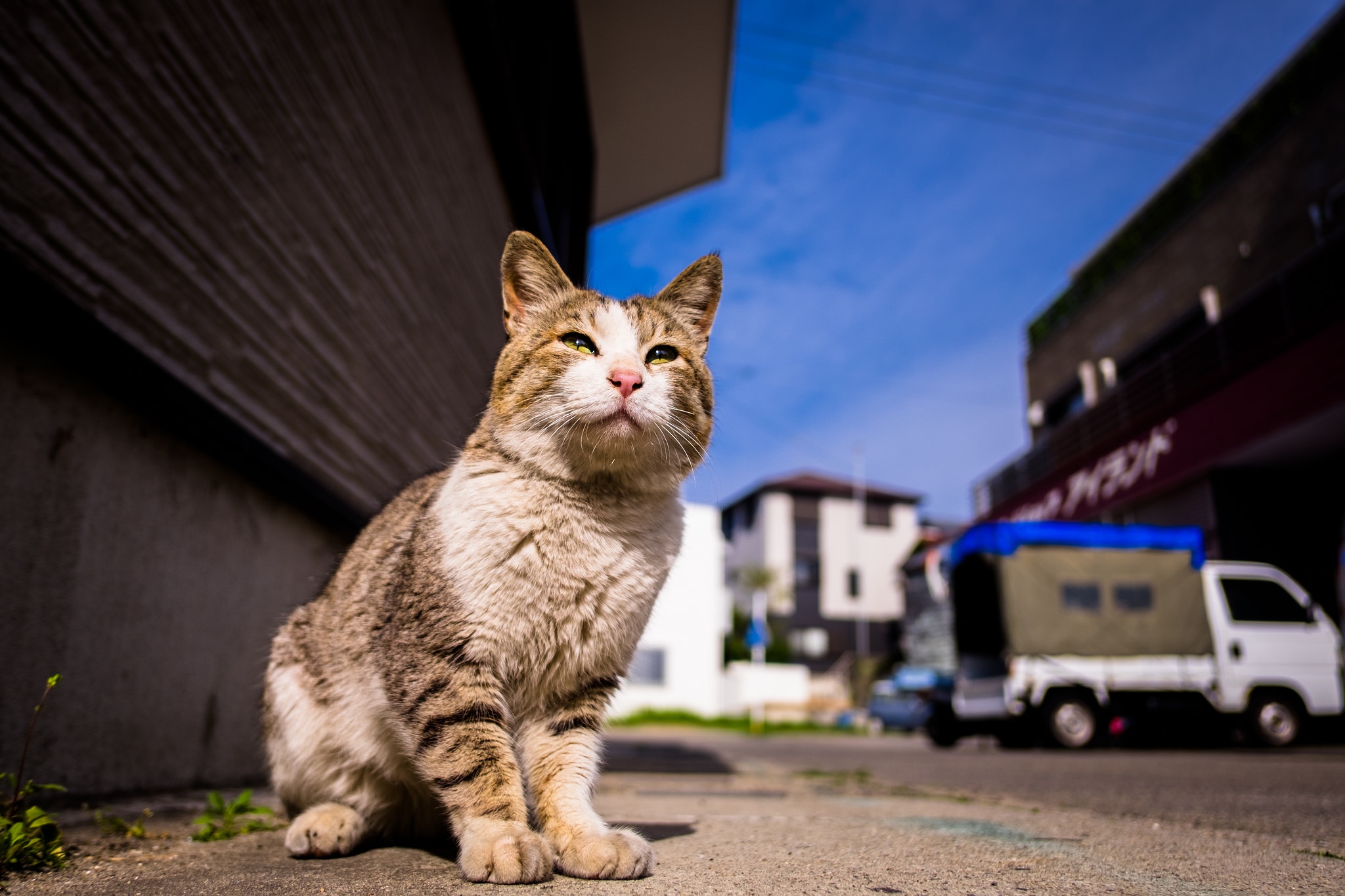 Кот на улице. Кот. Красивая кошка на улице. Домашний кот на улице.