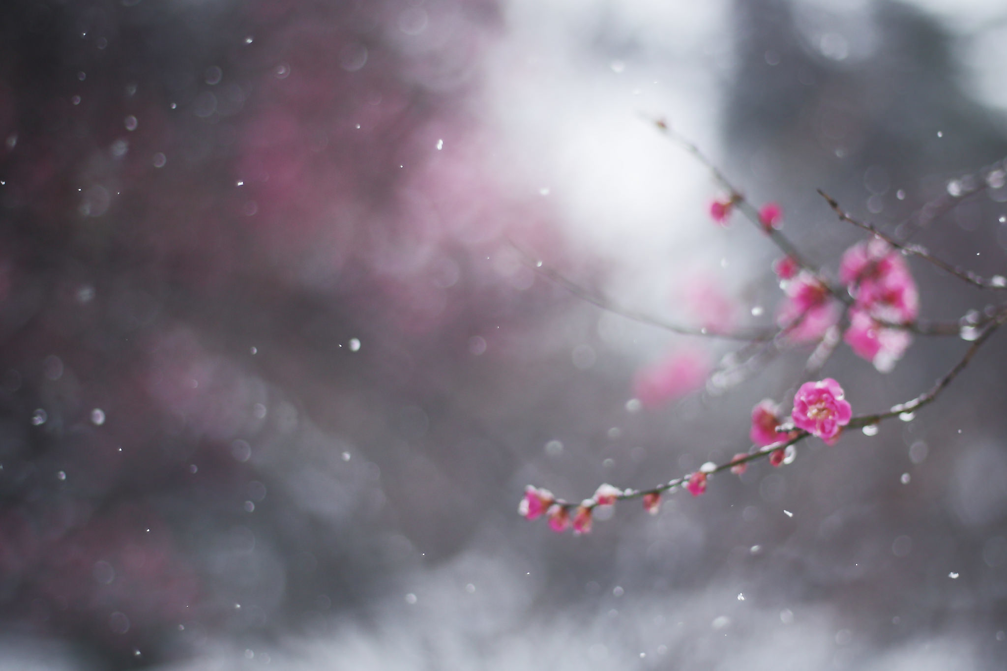 Нежная сакура. Зимние цветы. Нежные зимние цветы. Веточка Сакуры. Нежные цветы в снегу.