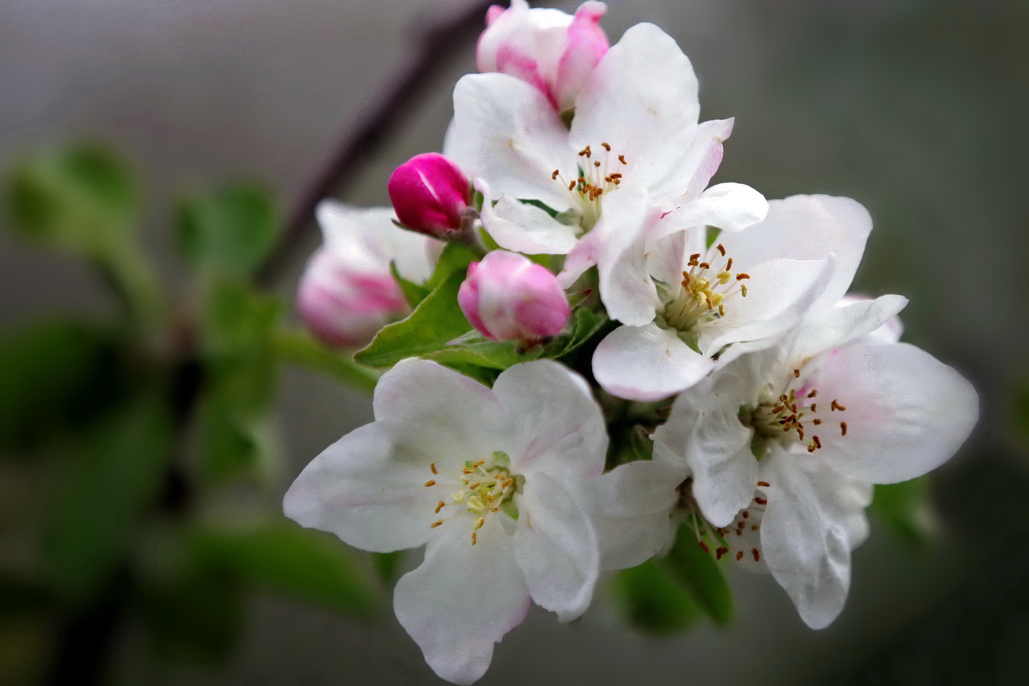 Цветение яблони фото