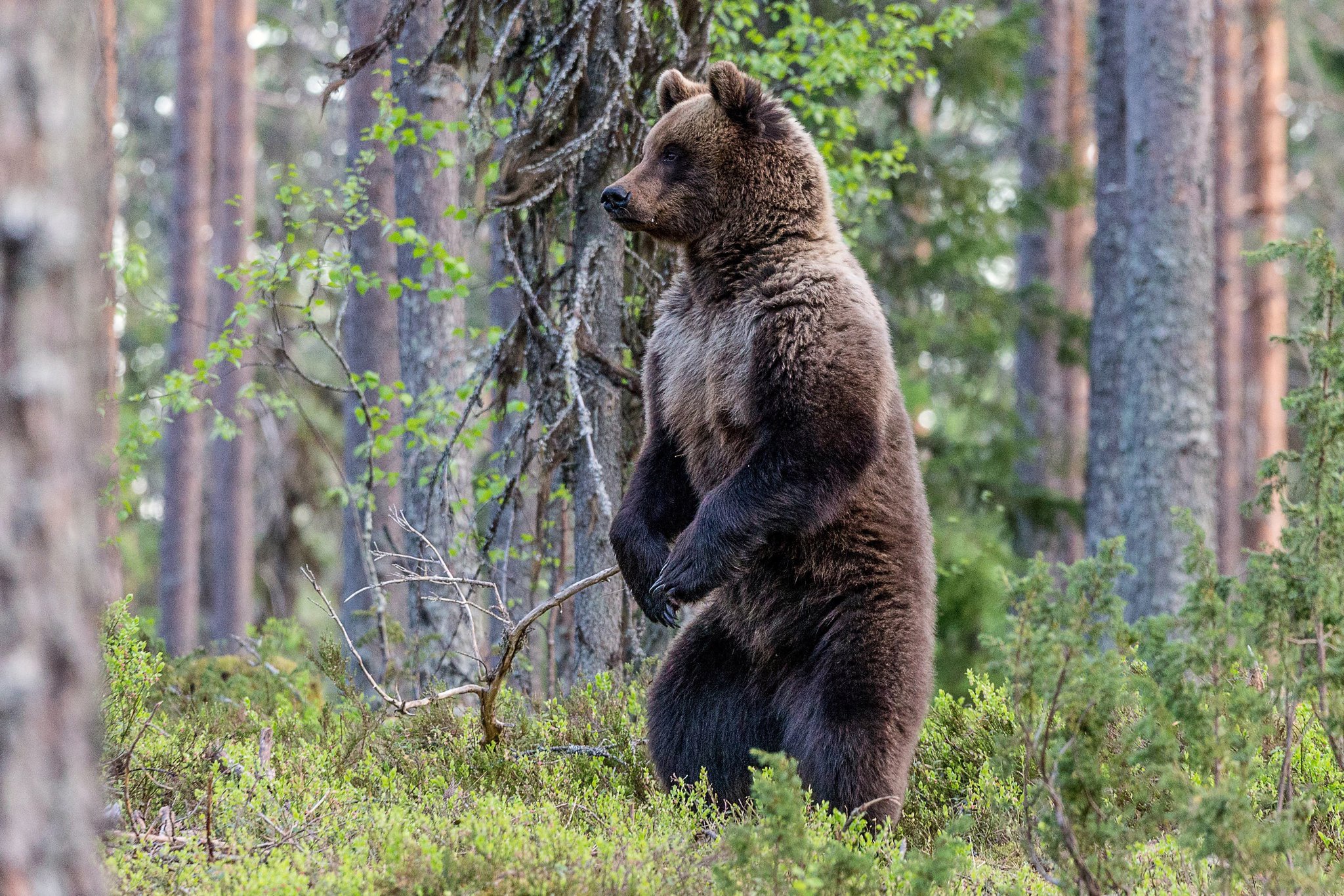 Звук медведя в лесу