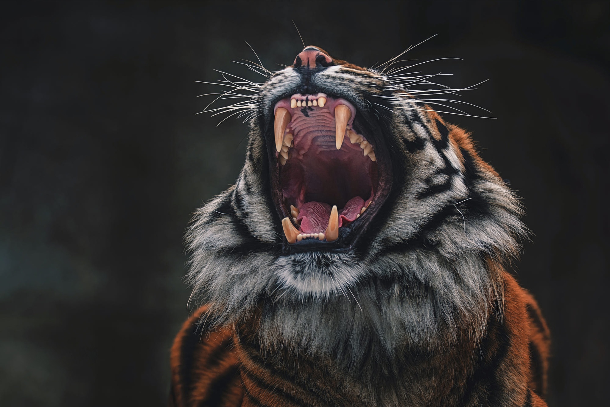 Агрессивные авы. Тайгер тигр рычит. Оскал тигра тигра. Тигр оскал анфас. Тигр рык тигра.