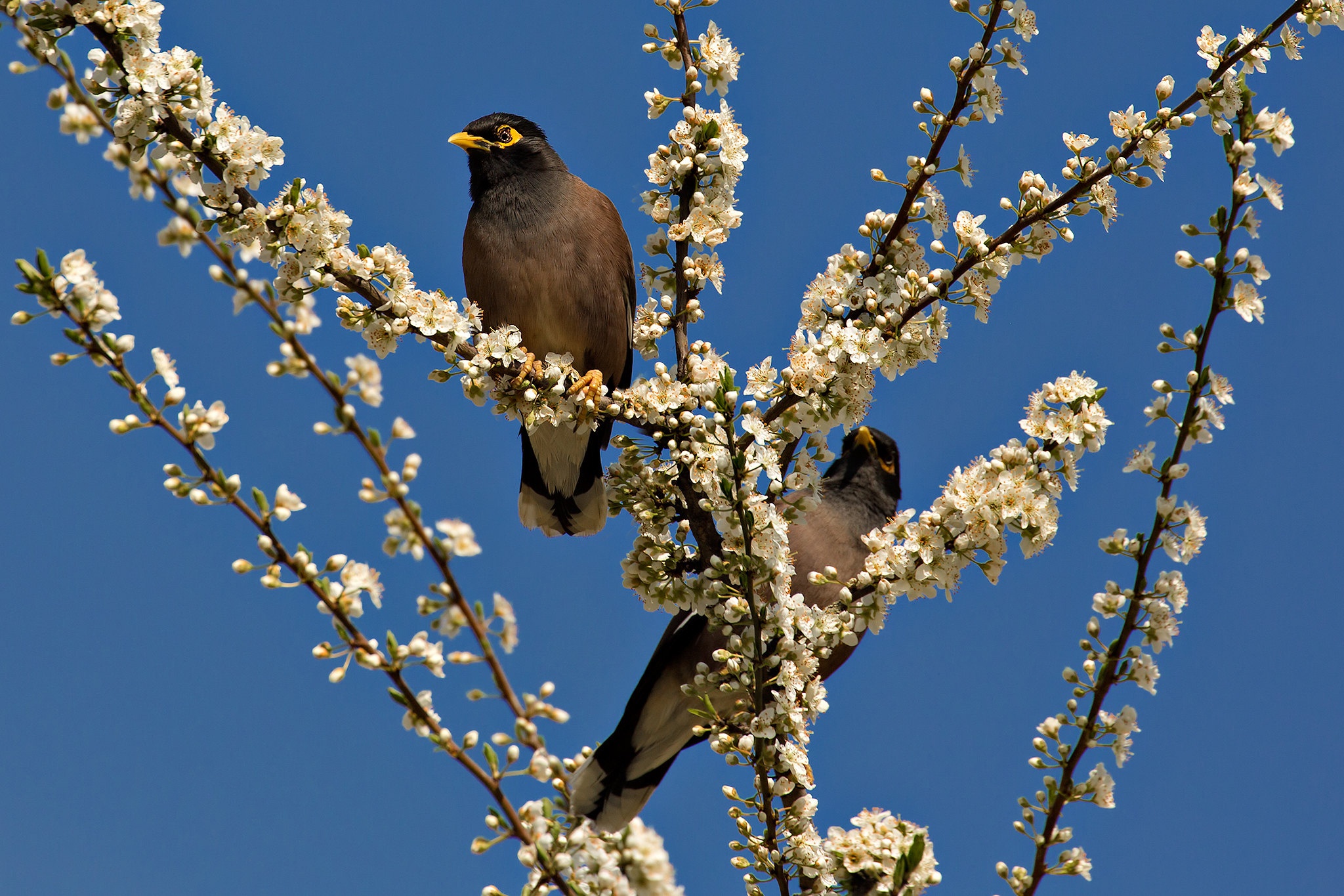 Весенние птицы фото. Птицы весной. Весенние птички.