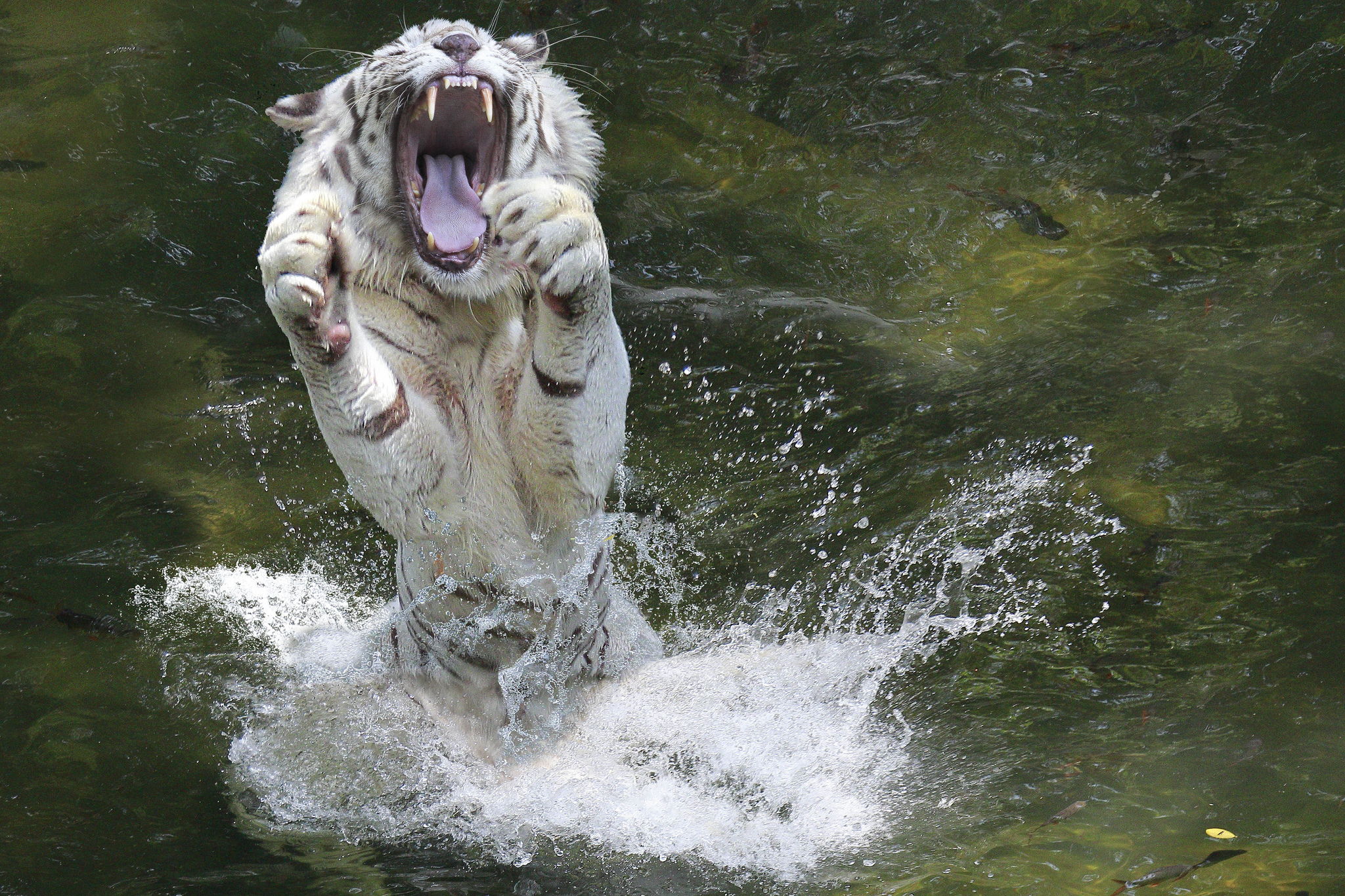 Животные купаются. Белый тигр. Белый тигр в прыжке. Белый тигр в воде. Тигр прыгает.