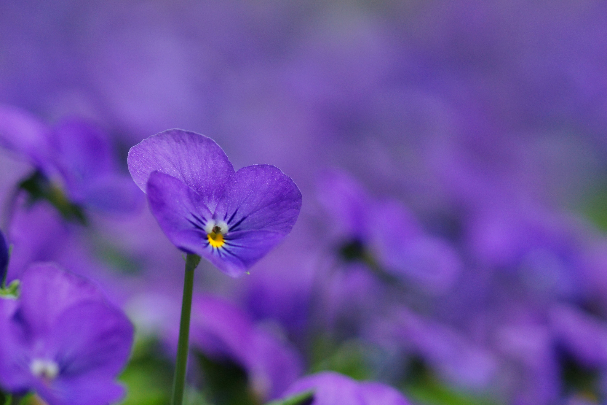 Violet pics. Лиловая Лесная фиалка. Сиреневые цветы. Фиолетовые цветы. Маленькие фиолетовые цветы.