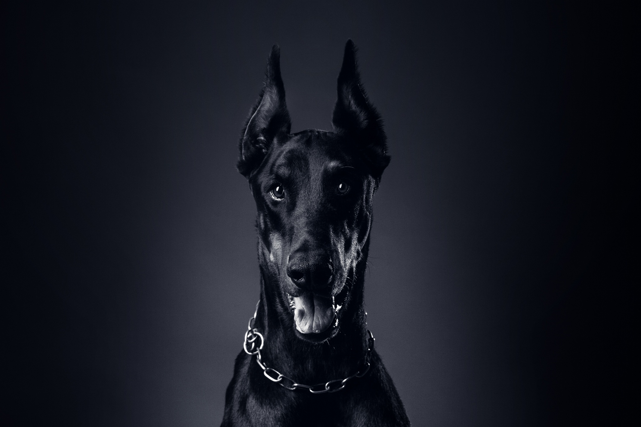 Doberman 1080P, 2K, 4K, 5K HD wallpapers free download | Wallpaper Flare