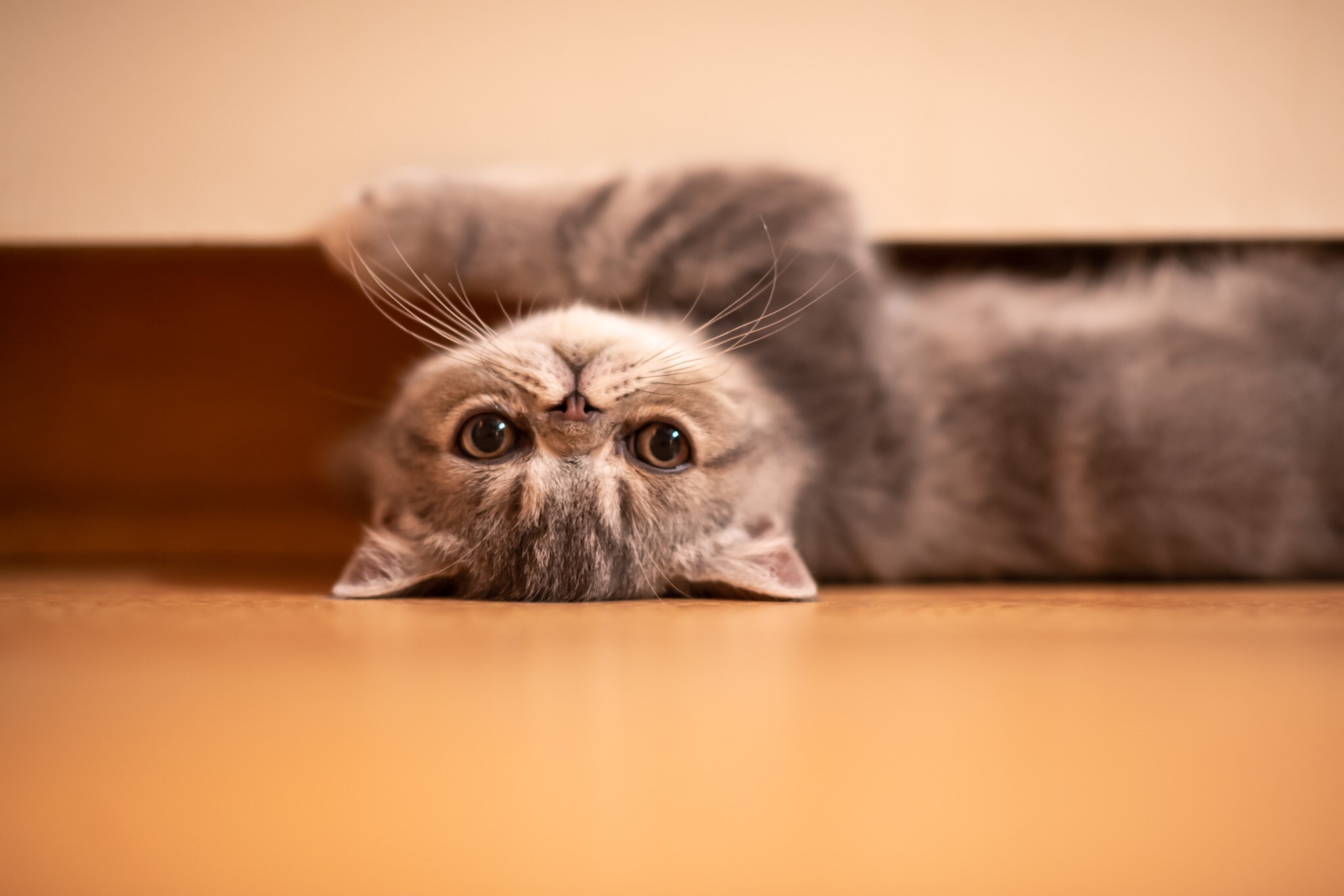 Download wallpaper cat, house, the game, section cats in resolution  2048x1365