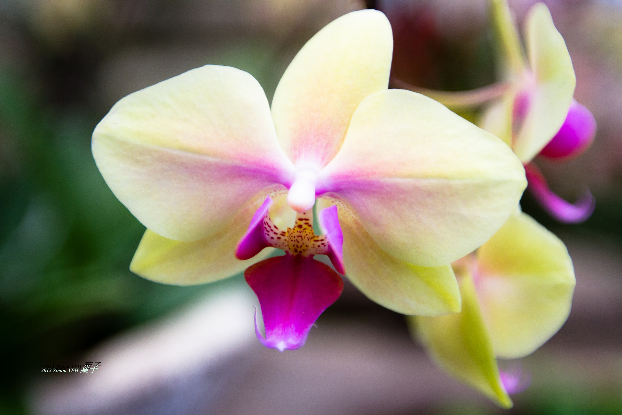 Орхидеи желто розовые. Фаленопсис Sparks. Орхидея фаленопсис Sparks. Фаленопсис Phalaenopsis White & Pink. Орхидея Эсми.