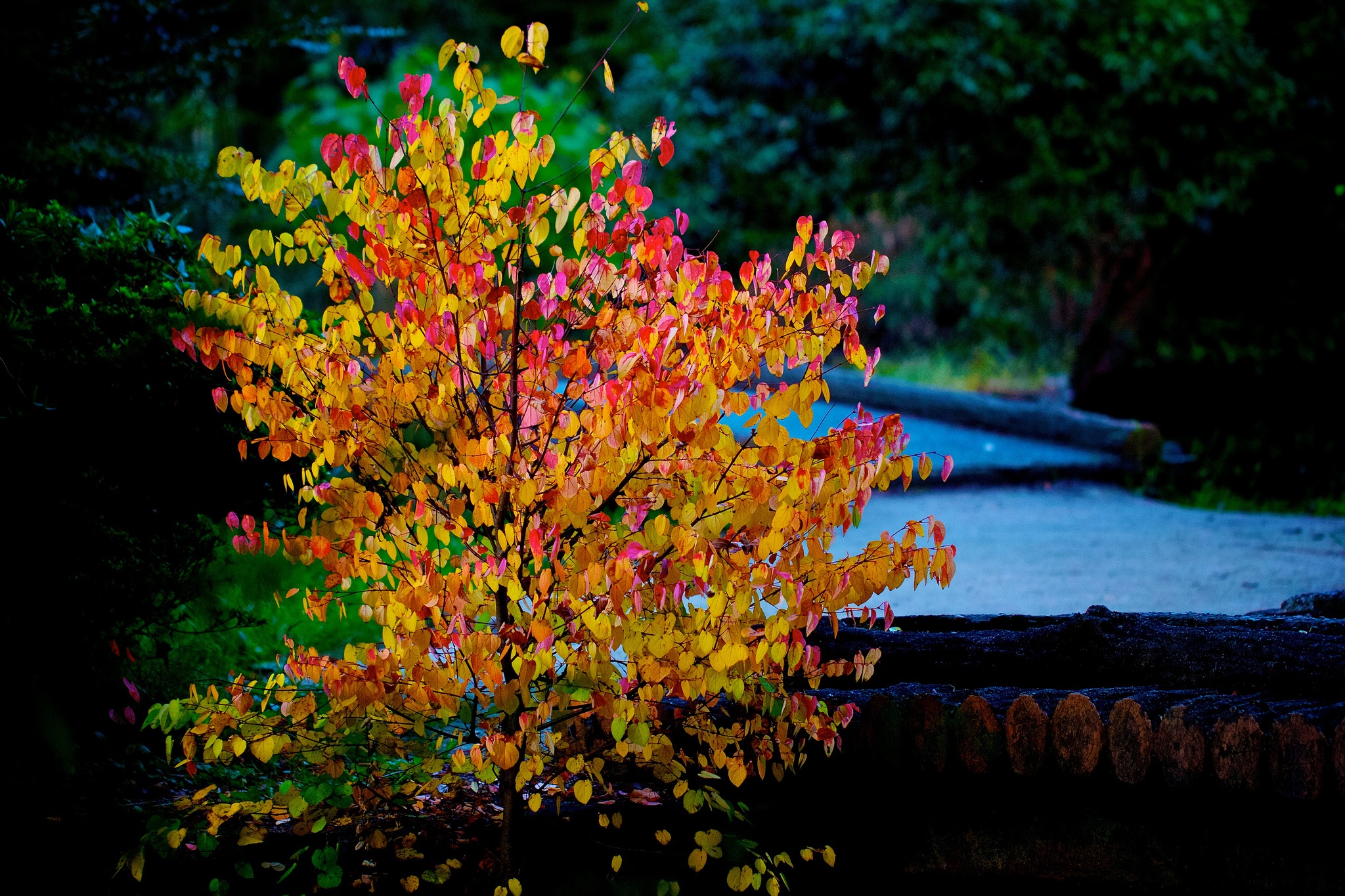 Fall trees. Осеннее дерево. Разноцветное дерево. Осенние разноцветные деревья. Разноцветная осень.