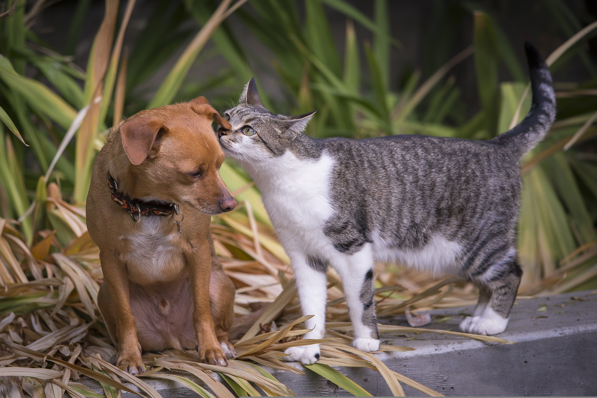 Говорящие коты и собаки. Буся кошечки собачки. Кошечки собачки Максик. Кот и собака. Кошечки собачки Вики.
