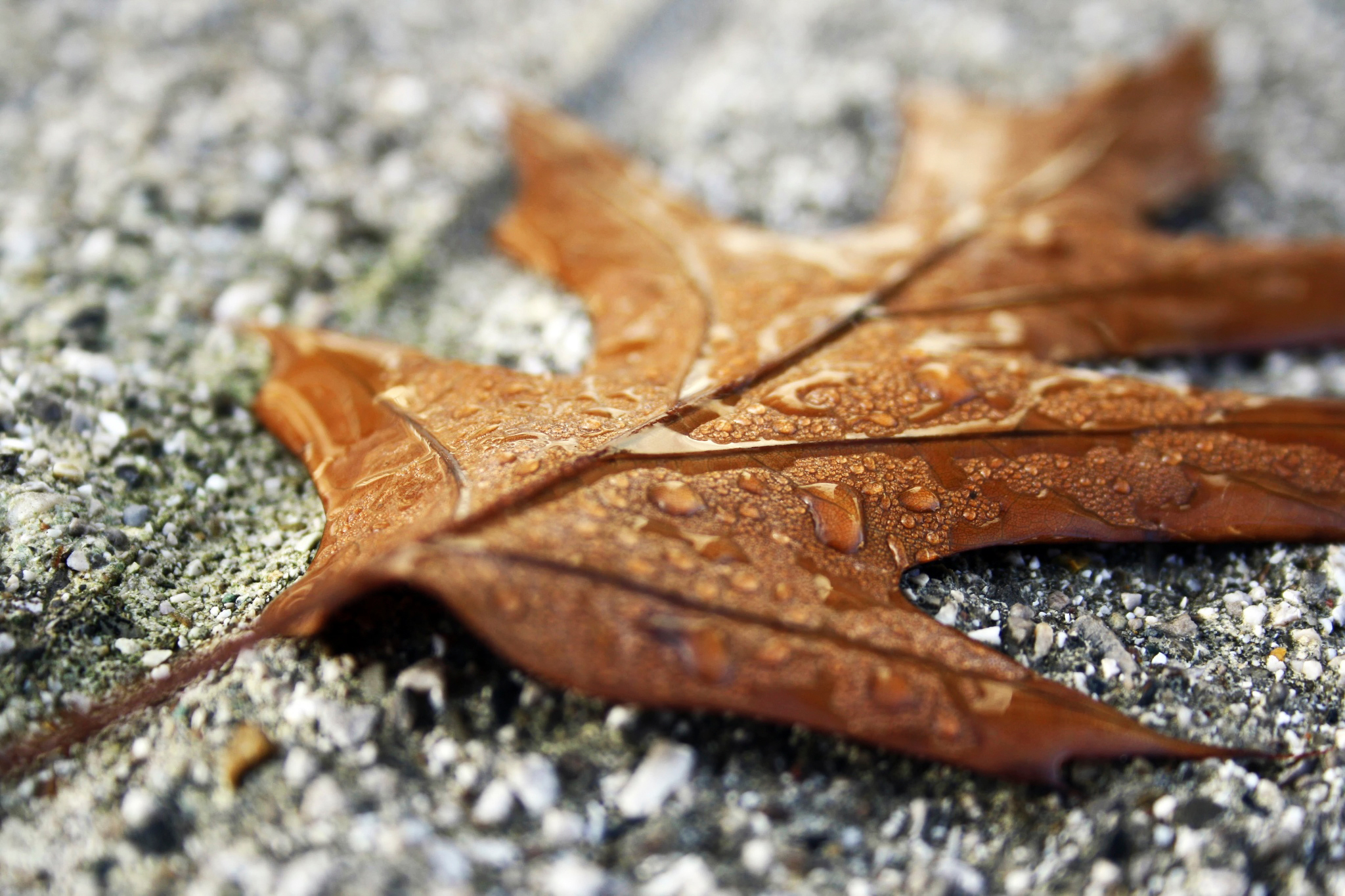 Leaf stone. Лист Макросъемка. Листья на камнях. Камень макро. Камень с листвой.