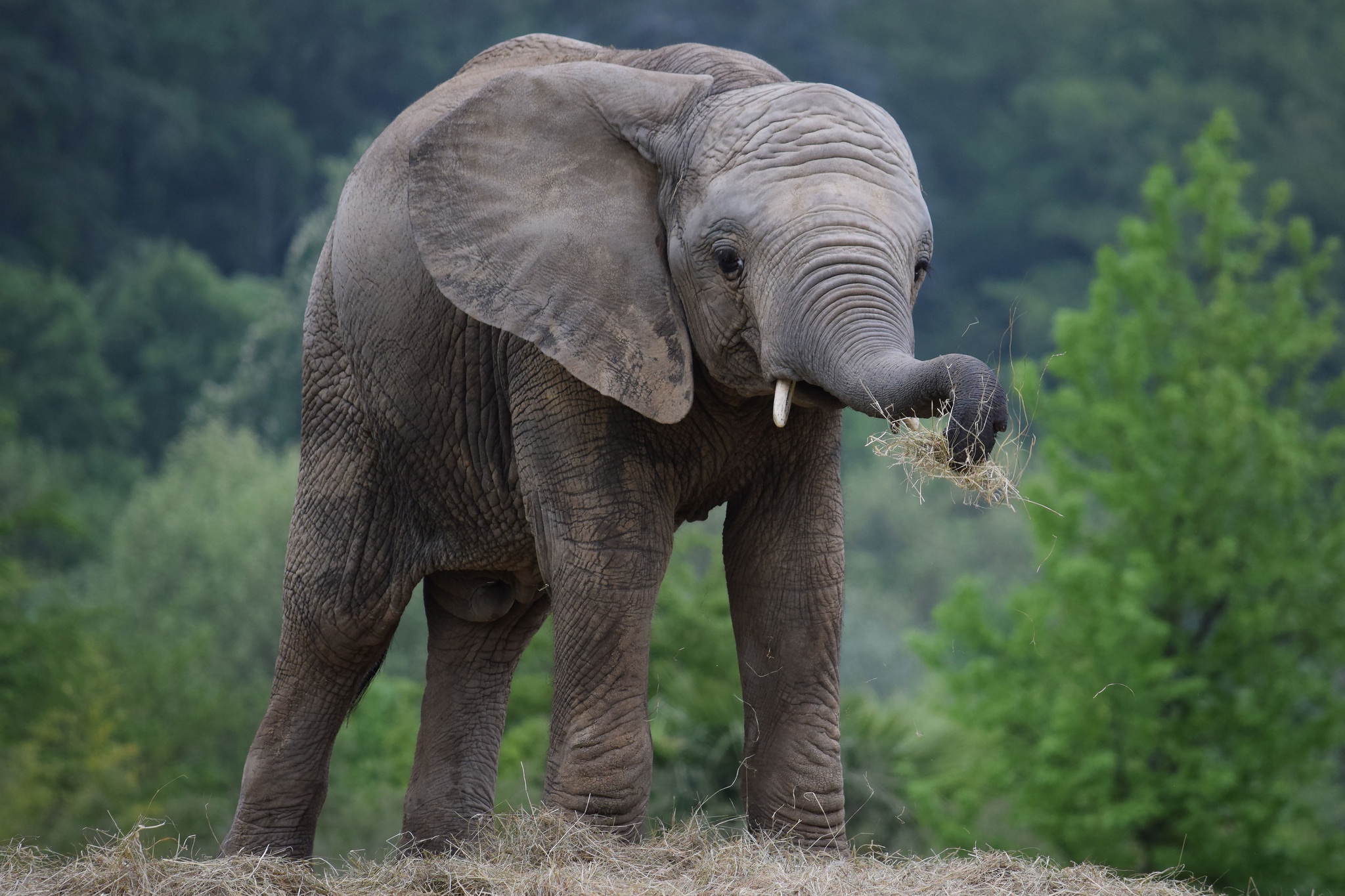 Loxodonta cyclotis. лесные слоны конго. животные джунглей. слон живет в лесу. слон живет в лесу.