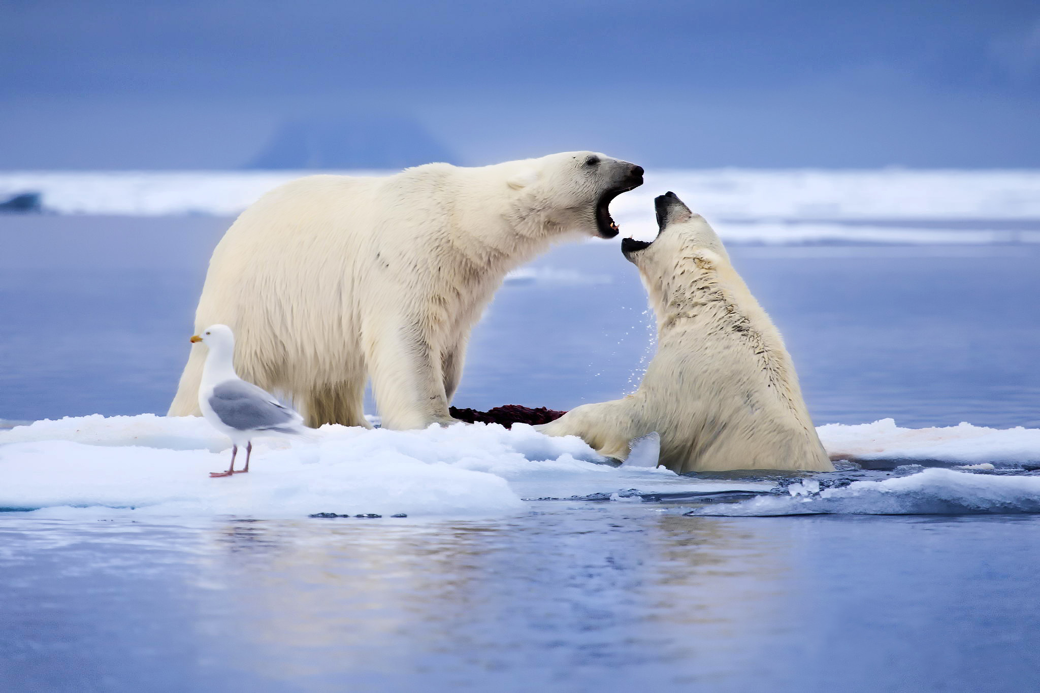 Америка белые медведи. Арктика – Антарктика белый медведь. Северный Ледовитый океан белый медведь. Животные Арктики белый медведь. Арктика природа и животные.