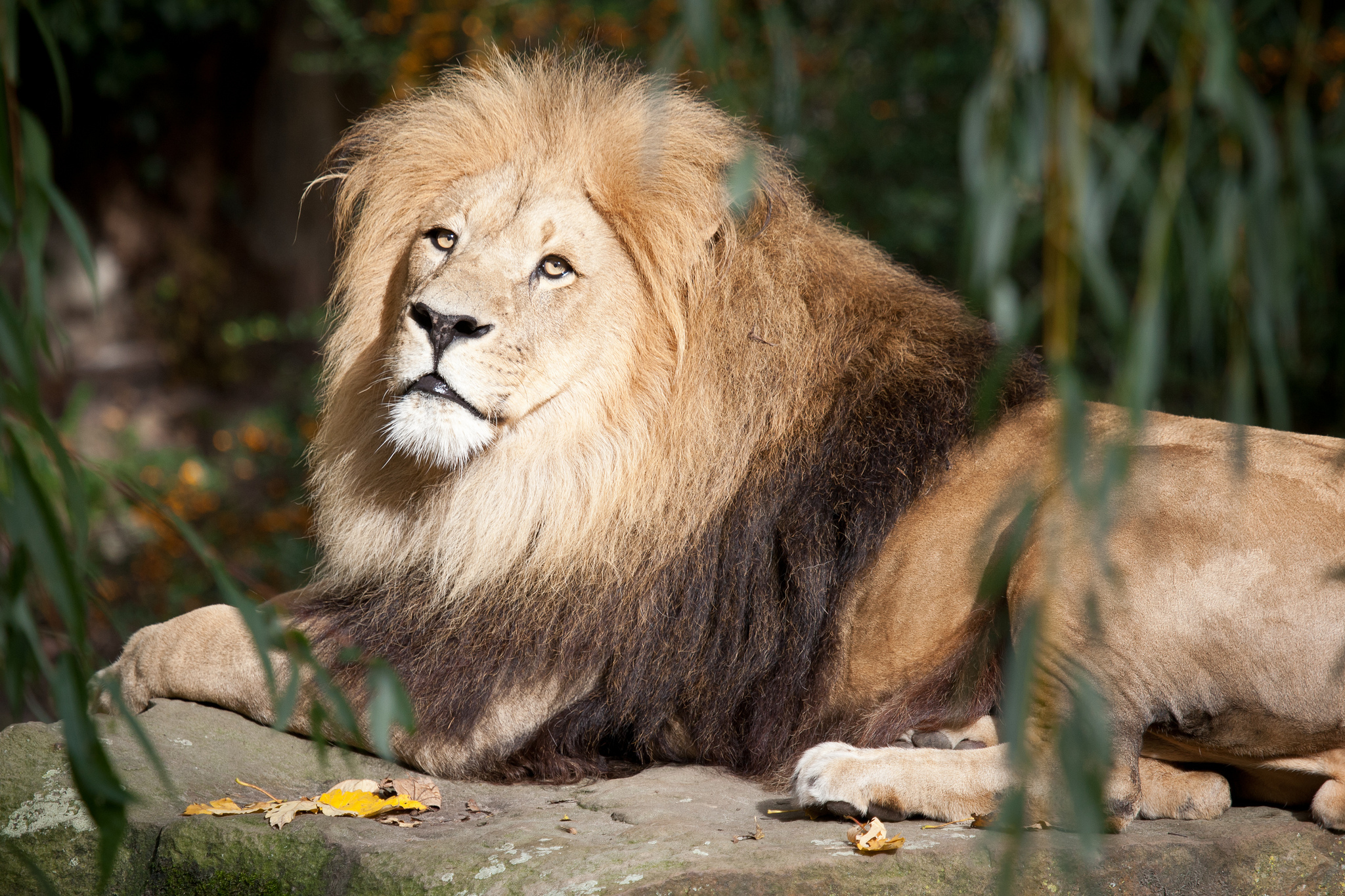 Как выглядит лев. Lion Капский. Лев. Львиная грива. Красивый Лев на заставку.