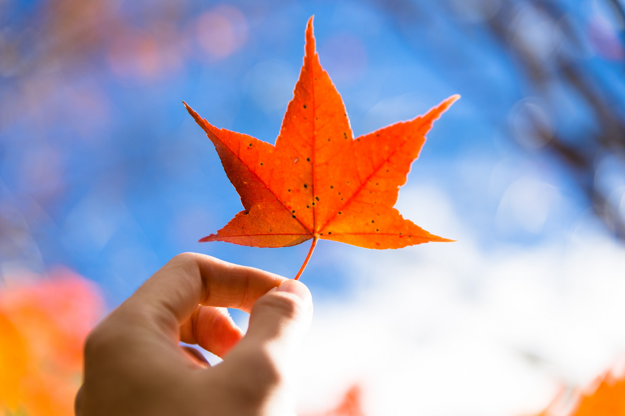 Осенний замечать. Осень листья. Осенние листья в руках. Кленовый лист в руке. Листик в руке.