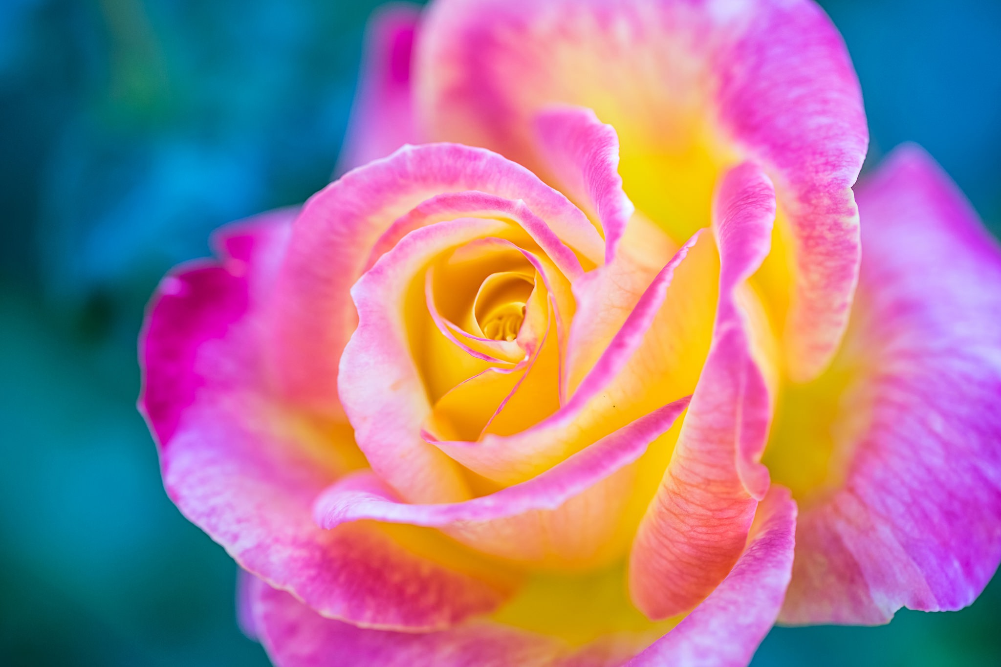 Крупный яркий цветок 4. Разноцветные розы. Яркие розы. Розовые розы.
