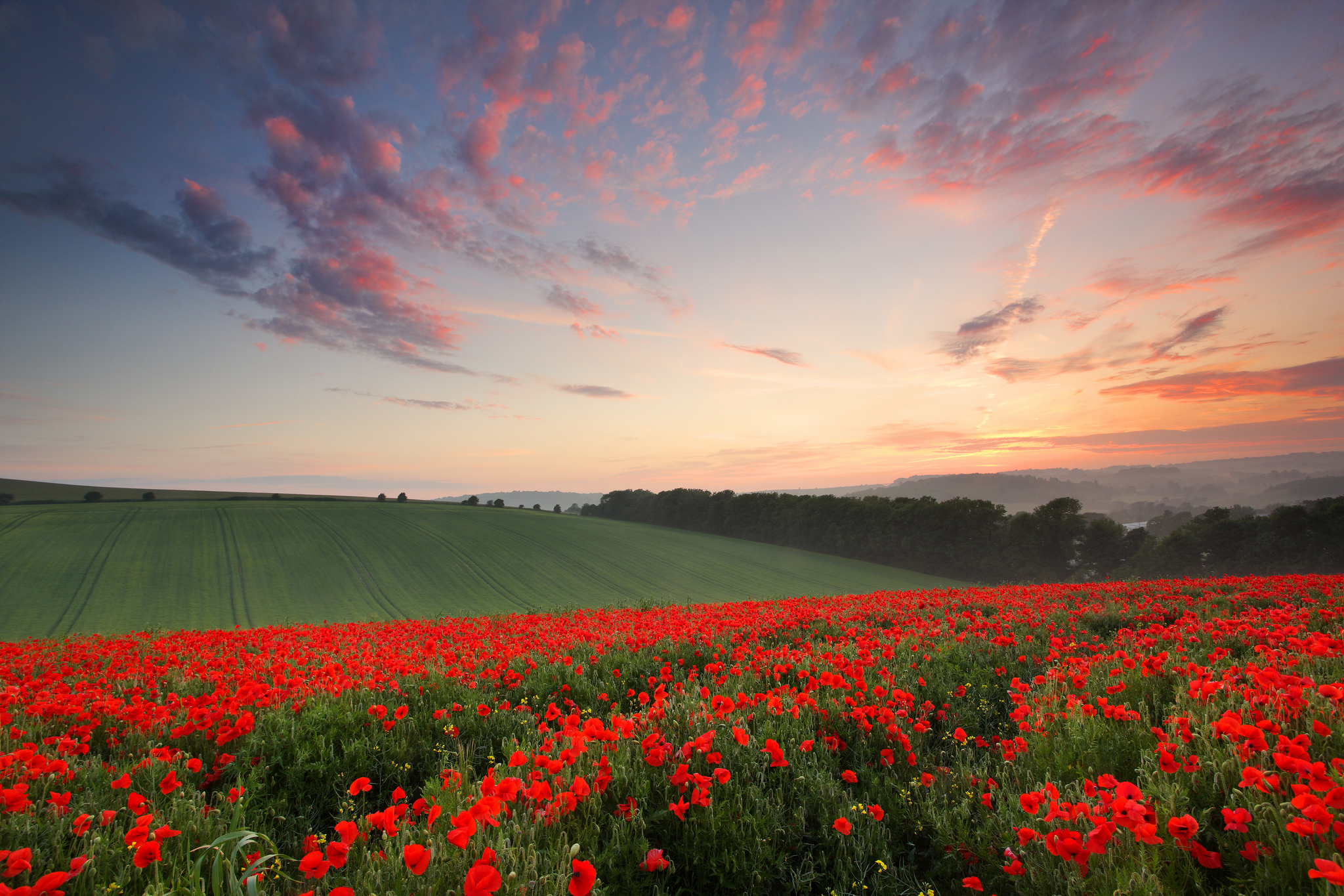 Какое будет лето июнь. Маковые поля в Англии. Красивое поле. Цветочное поле. Пейзаж поле.