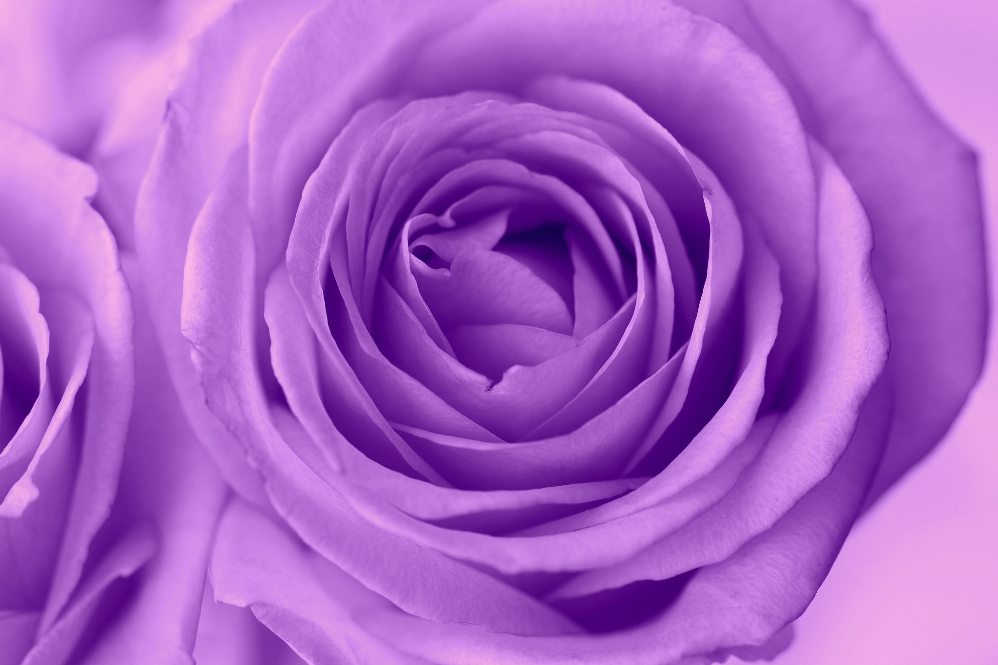 Лилово розовые цветы. Лилак Роуз (Lilac Rose).