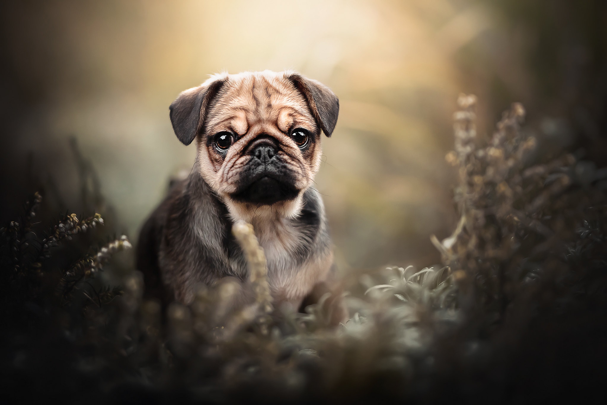 Mops Wallpapers - Wallpaper Cave