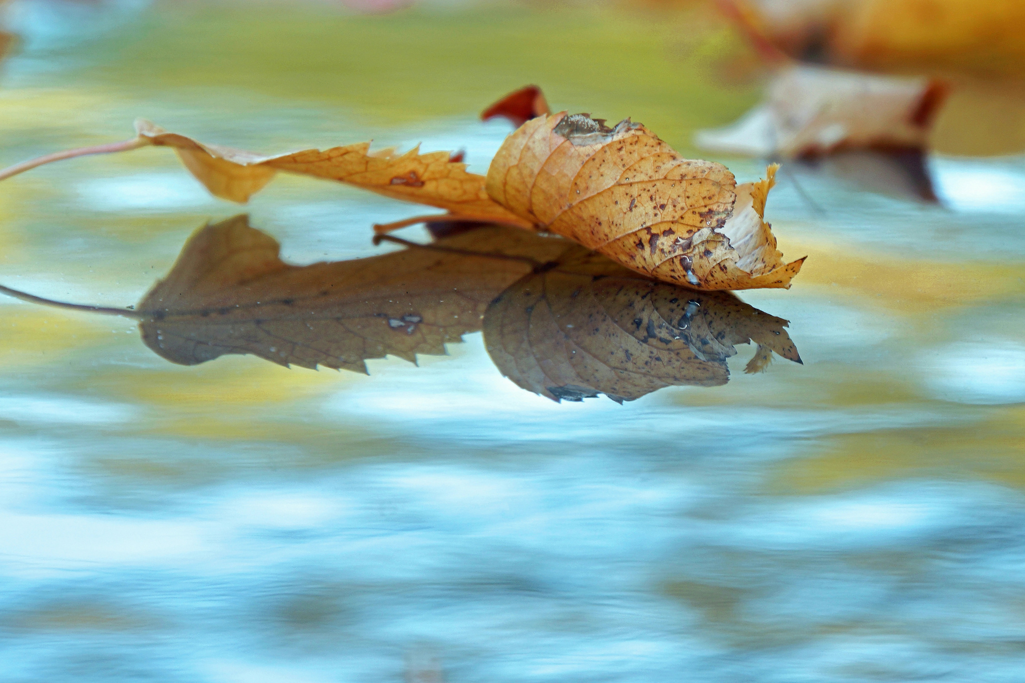 Падающие листья в воду. Листья на воде. Осень вода. Листья в луже. Осенние листья на воде.