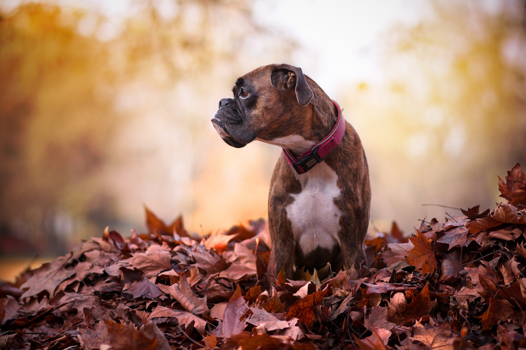 Leaf dog