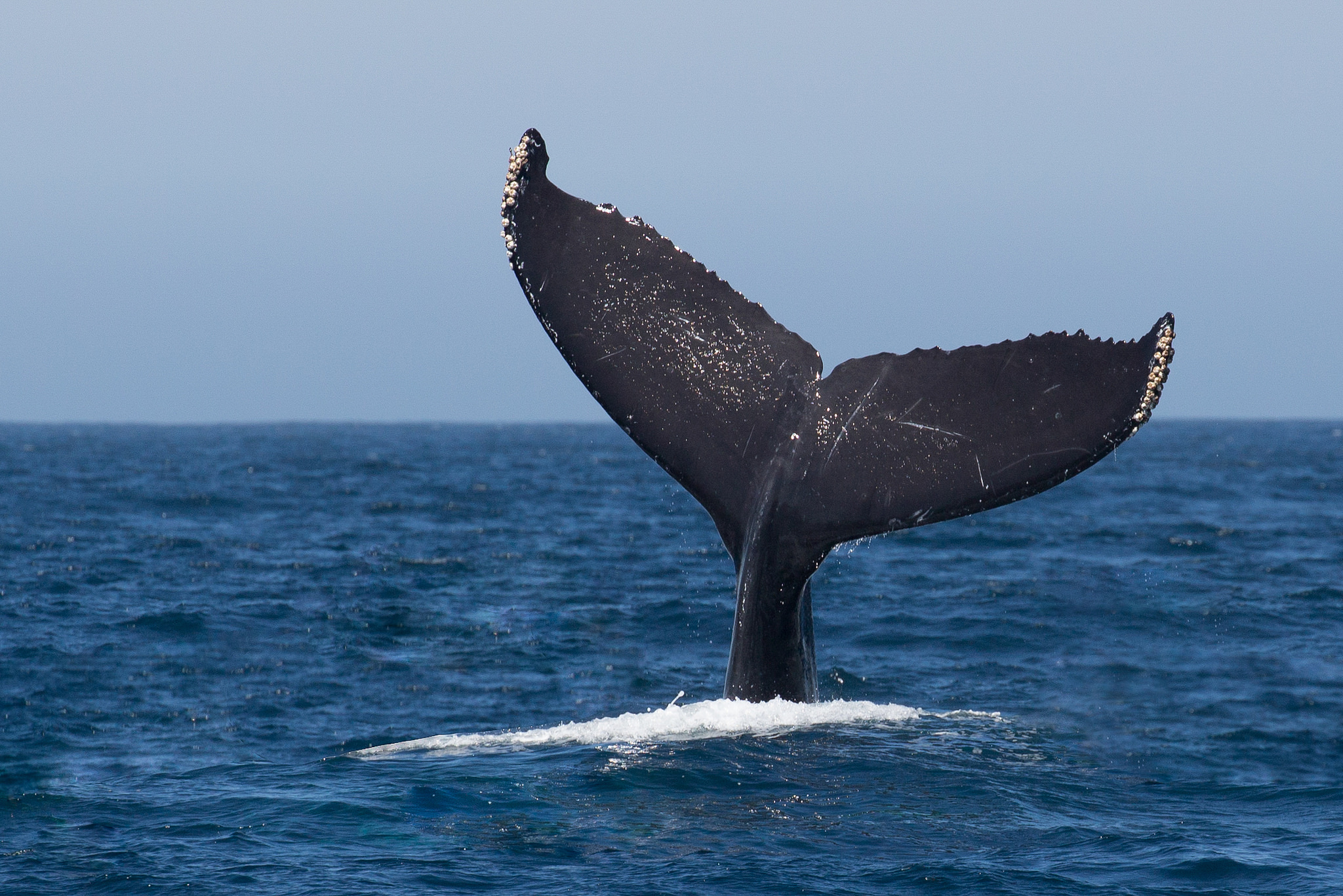 Whale Tail Booty