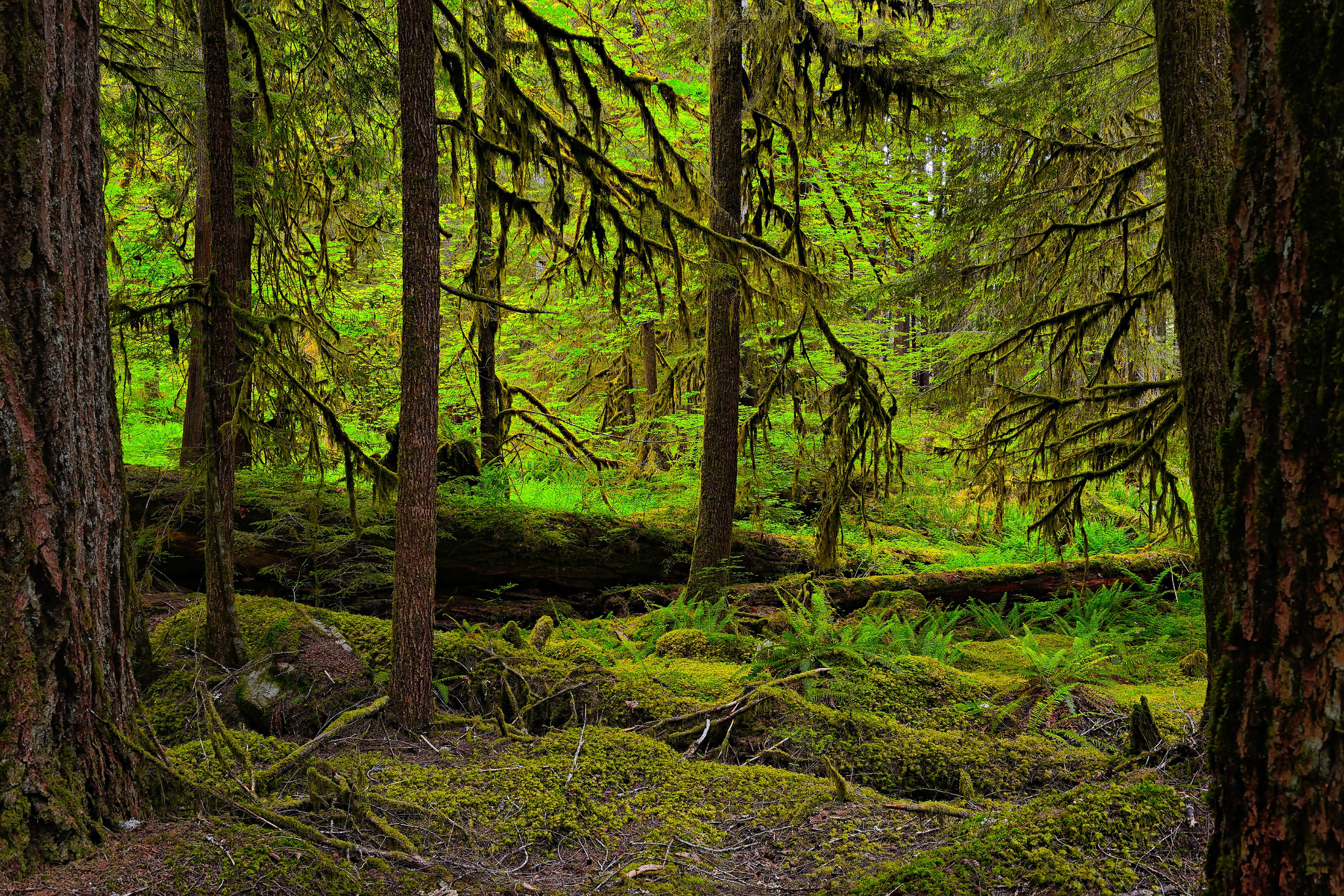 Лесной это. Шварцвальд тропа. Дремучий хвойный лес Тайга. Тайга чаща непролазная. Глухой Таежный лес.